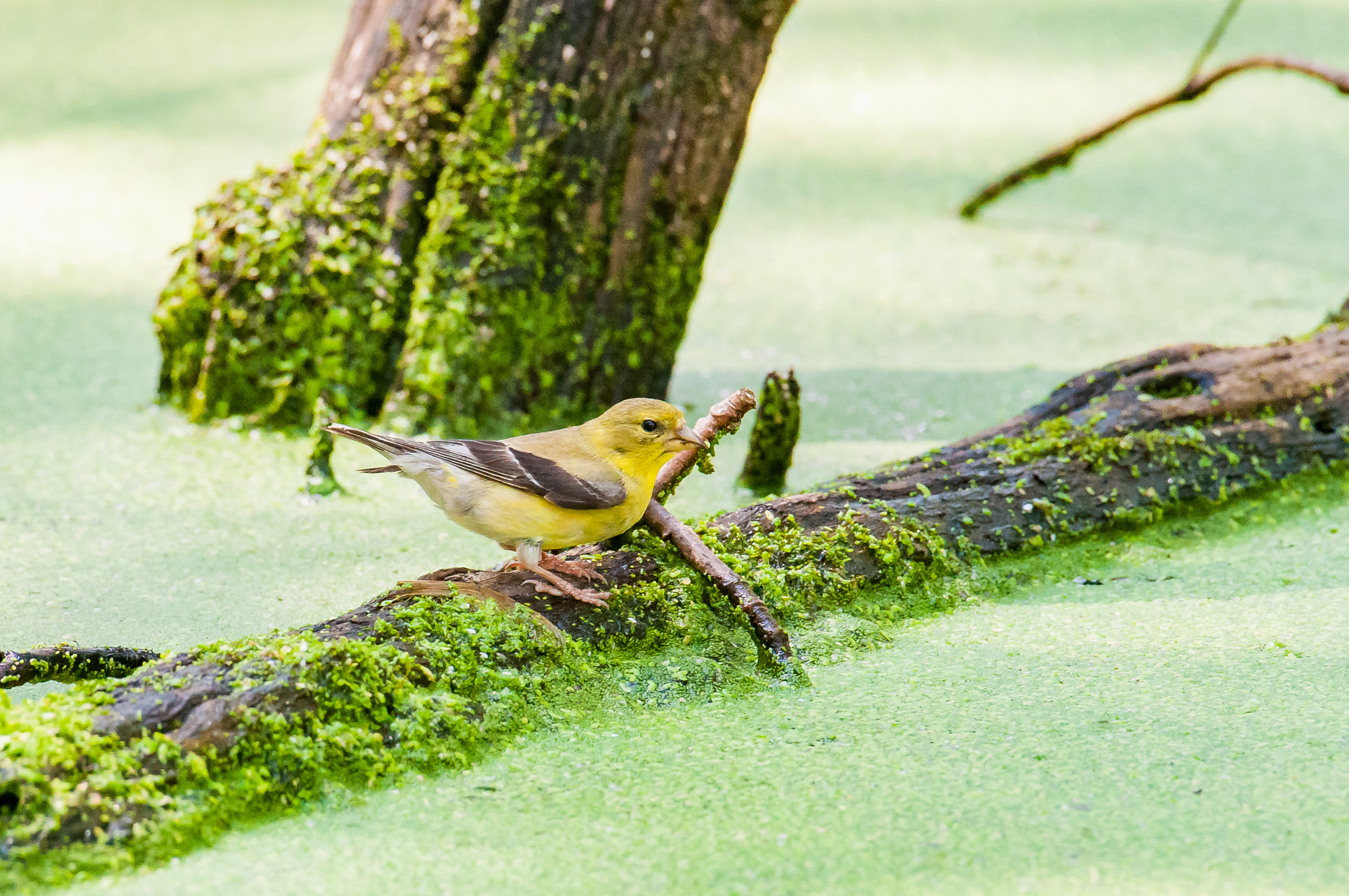 Nikon AF-S Nikkor 200-500mm F5.6E ED VR sample photo. Goldfinch on a stick photography