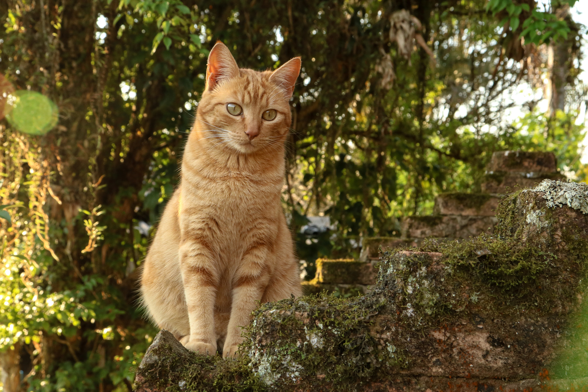 Canon EOS 750D (EOS Rebel T6i / EOS Kiss X8i) sample photo. Merida photography