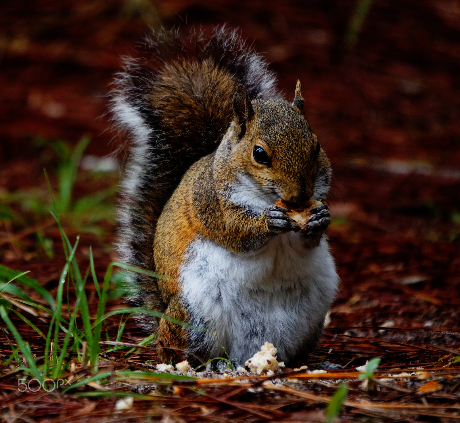 Sony E 55-210mm F4.5-6.3 OSS sample photo. Nutty buddy photography
