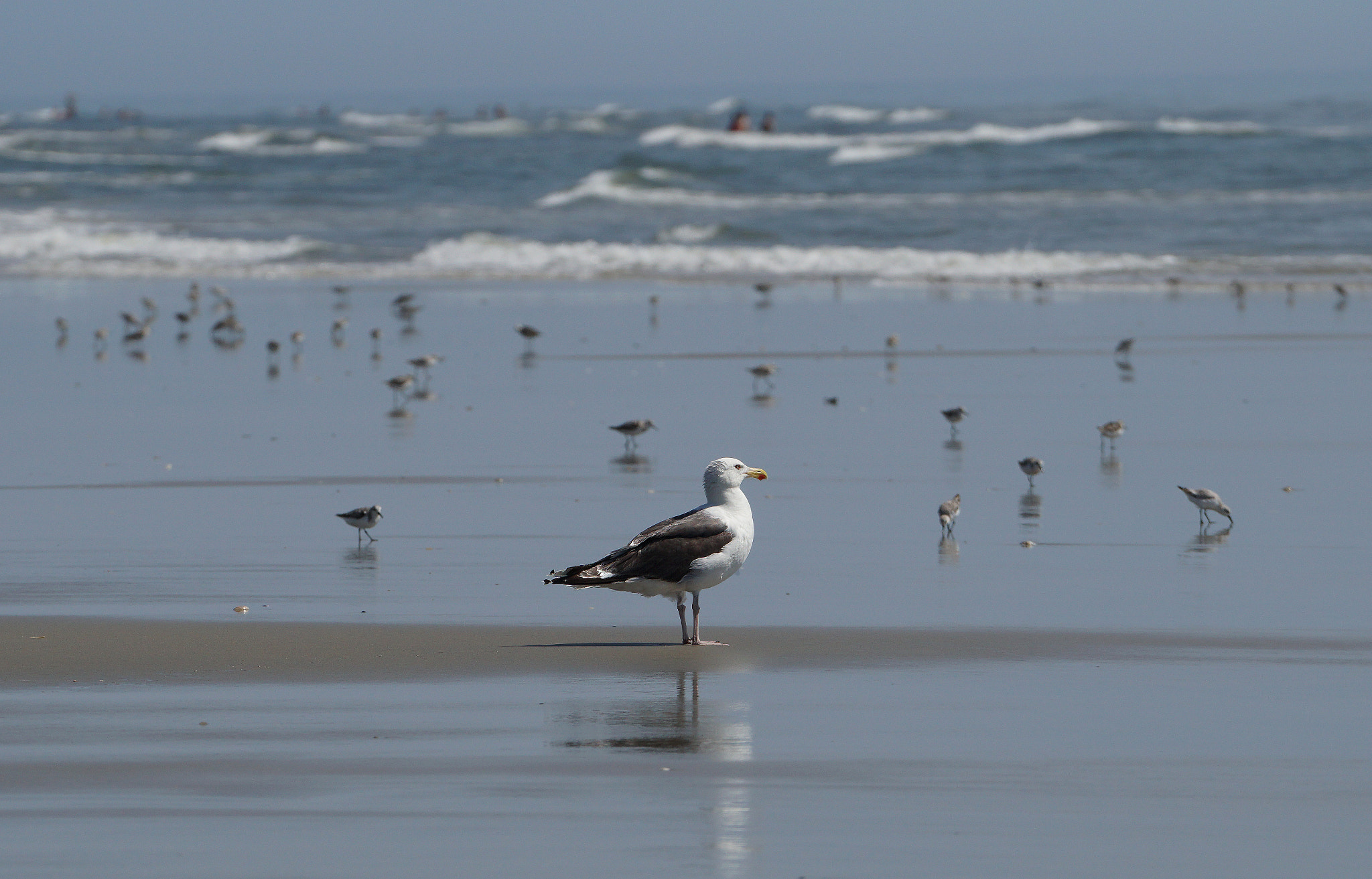 Sony a6300 + Sony FE 70-200mm F4 G OSS sample photo. The lifeguard photography