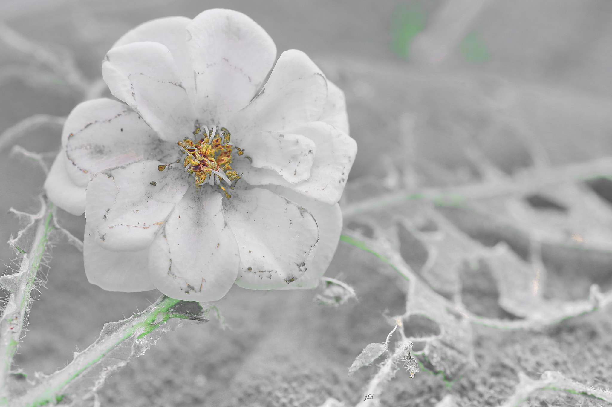 Pentax K-3 + Tamron SP AF 90mm F2.8 Di Macro sample photo. Gone wiht the wind ;) photography