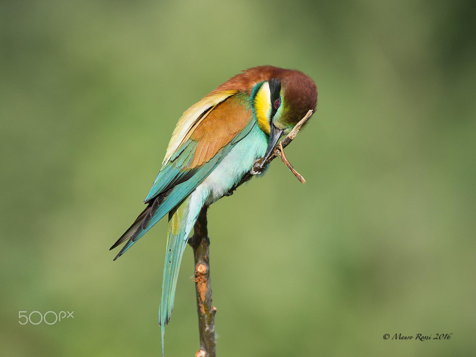 Nikon AF-S Nikkor 300mm F2.8G ED VR II sample photo. Merops apiaster photography