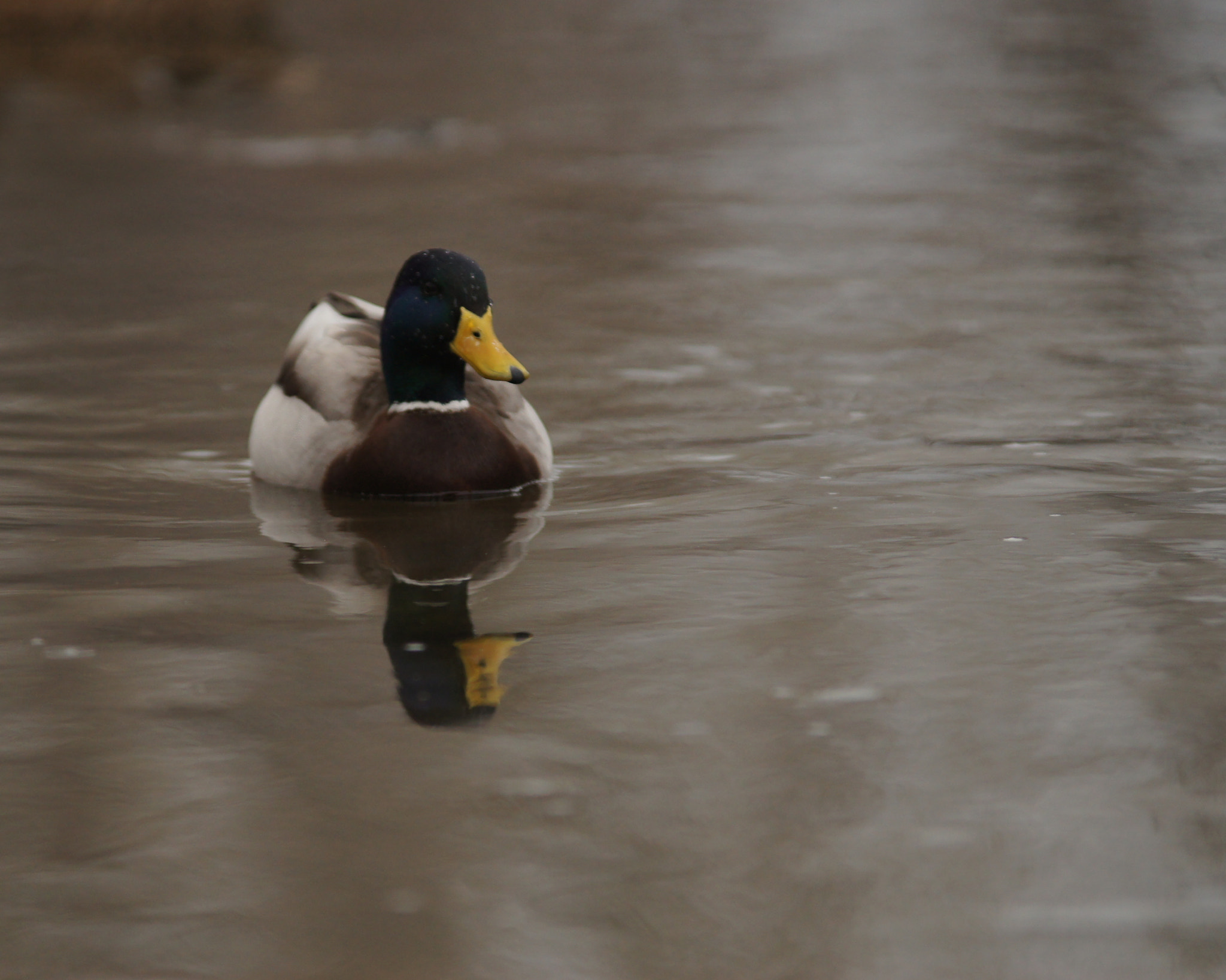 Sigma M-AF 70-200mm F2.8 EX APO sample photo. Duck photography