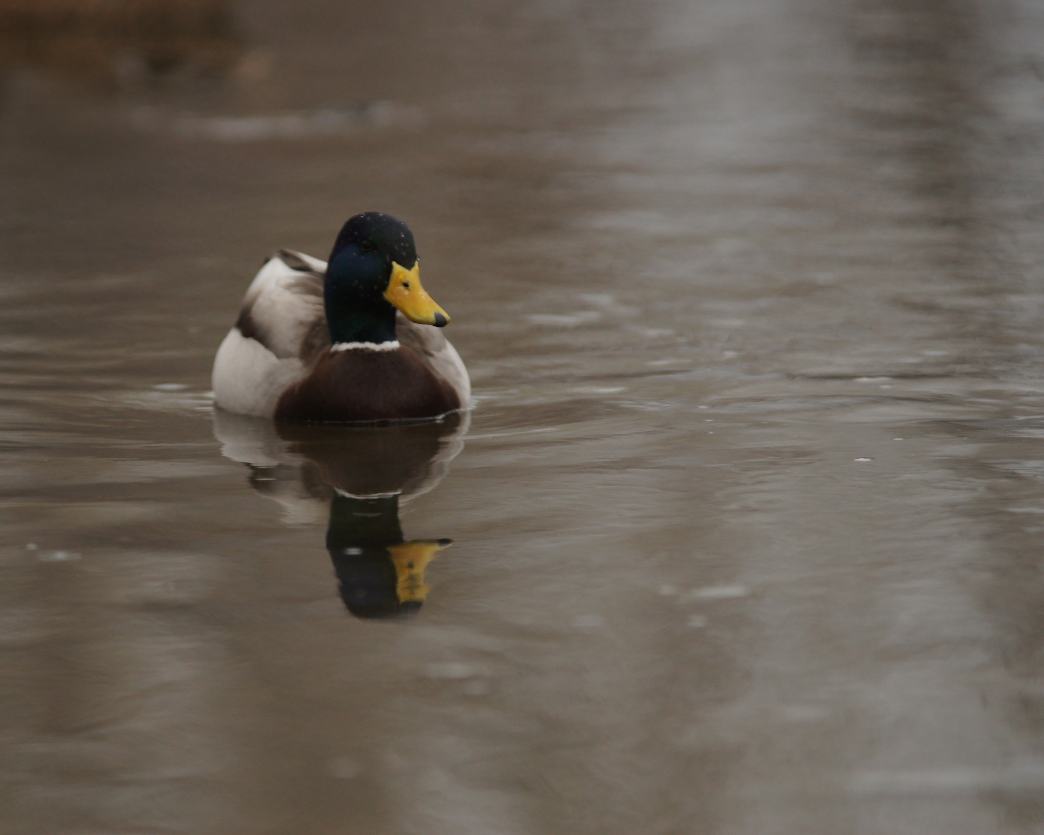 Sigma M-AF 70-200mm F2.8 EX APO sample photo. Duck photography