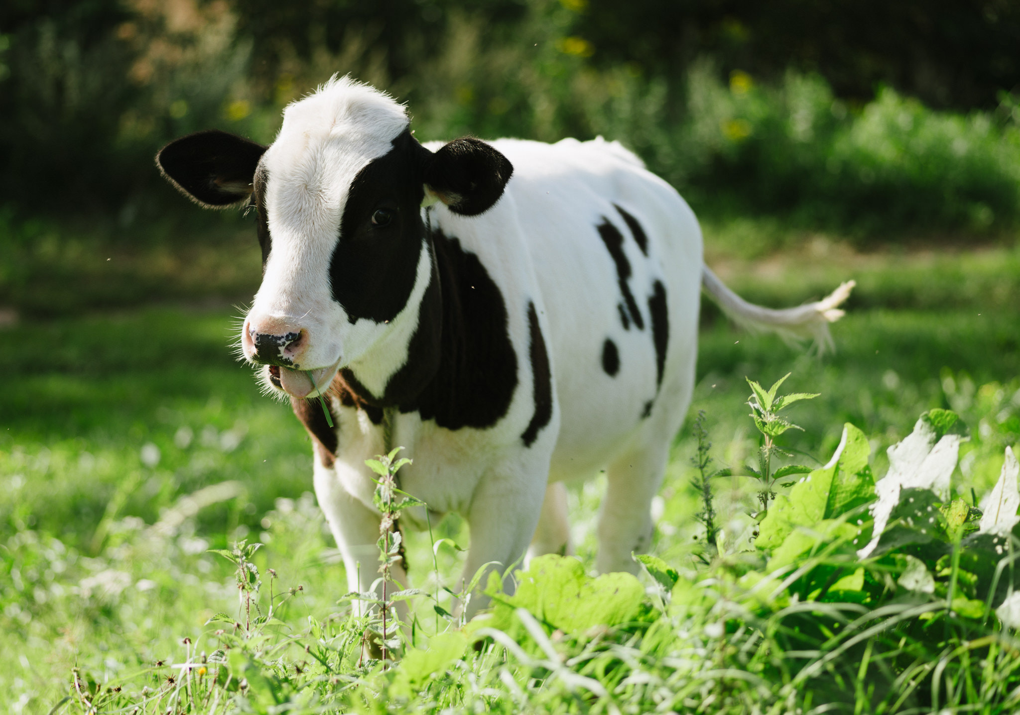 Tokina AT-X Pro 100mm F2.8 Macro sample photo. Happy beef photography