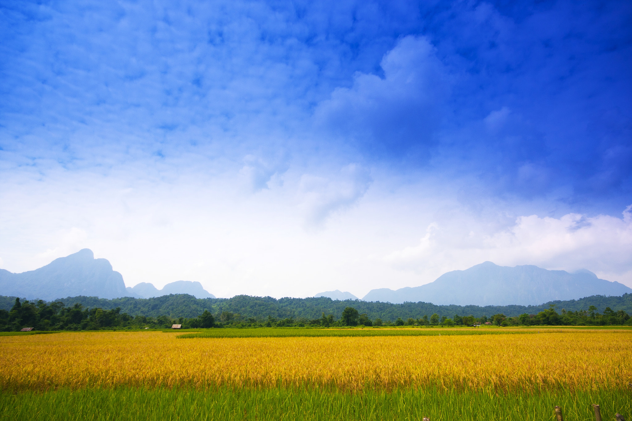 Canon EOS 40D + Sigma 10-20mm F4-5.6 EX DC HSM sample photo. Color full cornfield photography