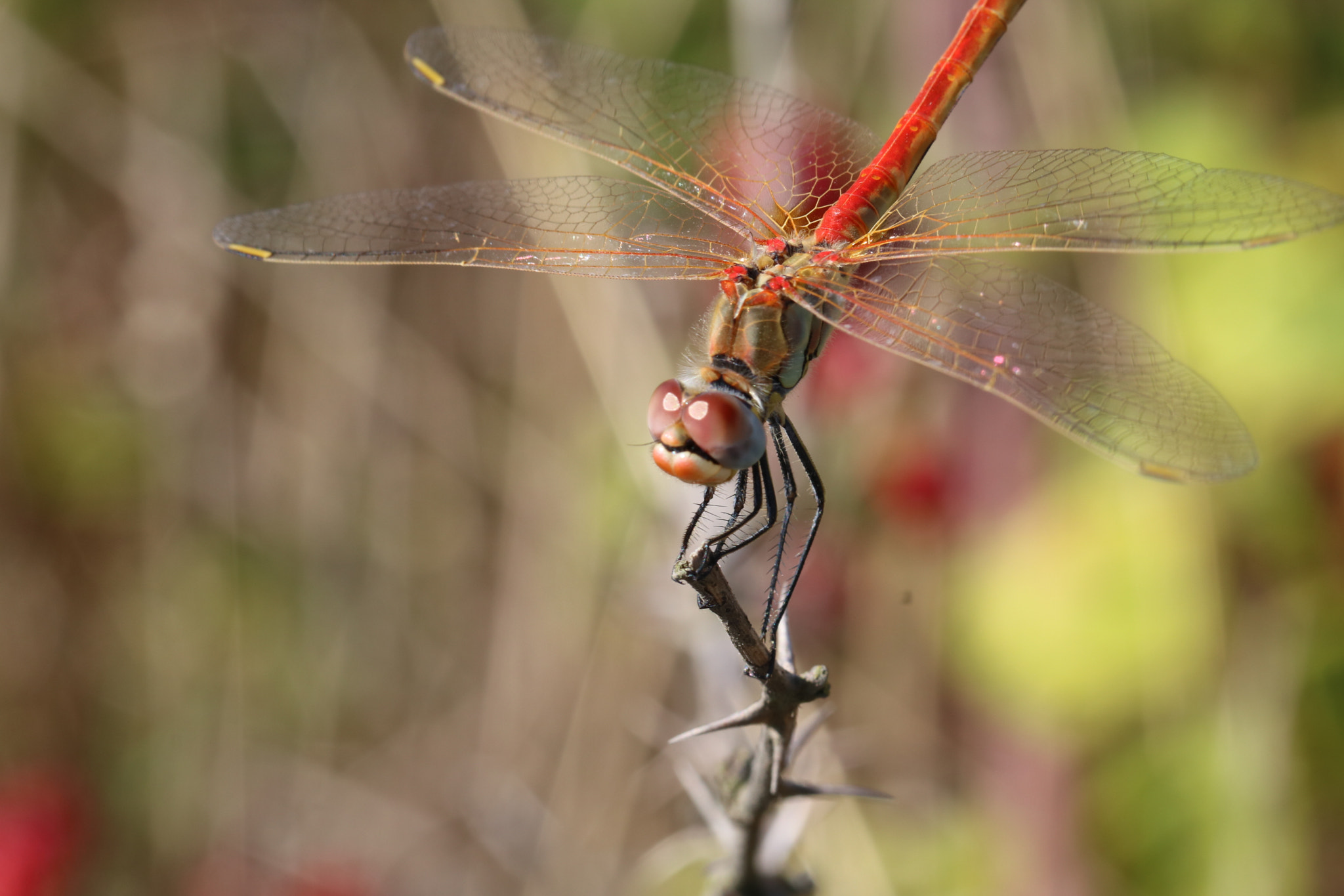 Canon EOS 760D (EOS Rebel T6s / EOS 8000D) + Canon EF 100mm F2.8L Macro IS USM sample photo. Dragonfly photography