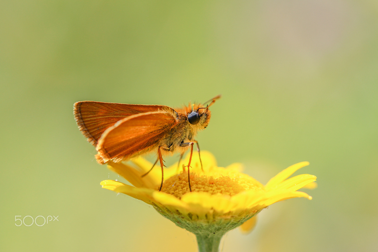 Canon EOS 700D (EOS Rebel T5i / EOS Kiss X7i) + Canon EF 100mm F2.8L Macro IS USM sample photo. Bolt photography