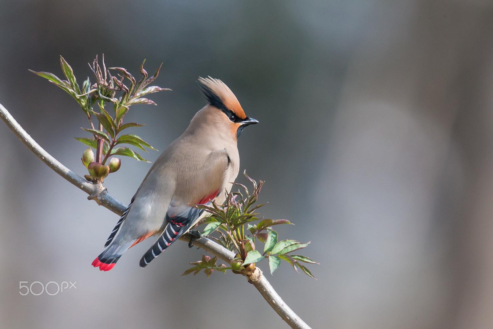 Canon EF 500mm F4L IS II USM sample photo. Japanese waxwing photography