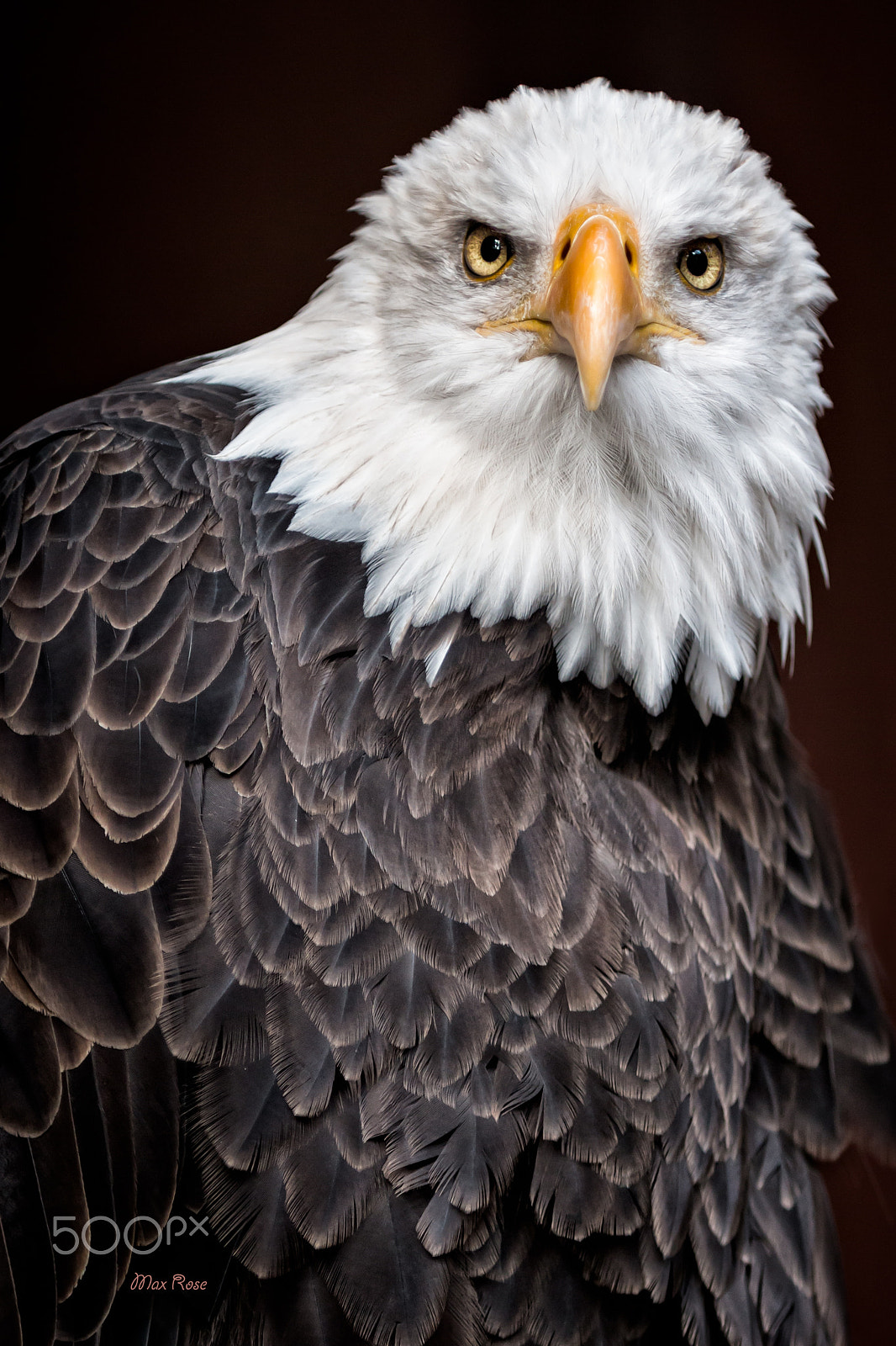 Canon EOS 70D + Canon EF 80-200mm f/2.8L sample photo. Portrait of the bald eagle photography