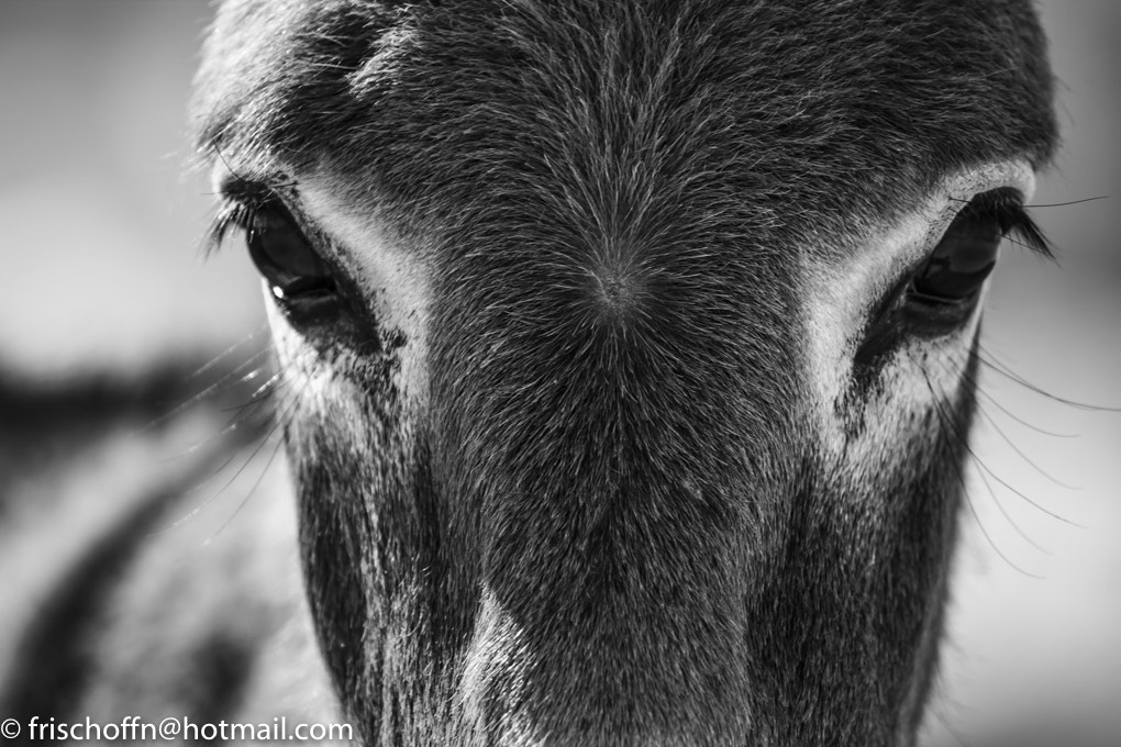 Canon EOS 1100D (EOS Rebel T3 / EOS Kiss X50) + Canon EF 100-400mm F4.5-5.6L IS II USM sample photo. Donkey photography