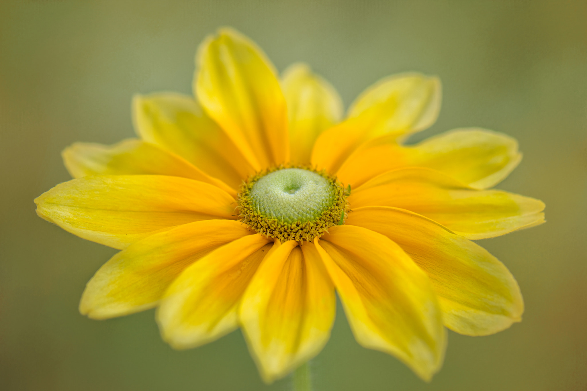 Nikon AF-S Micro-Nikkor 105mm F2.8G IF-ED VR sample photo. Rudbeckia prairie sun photography