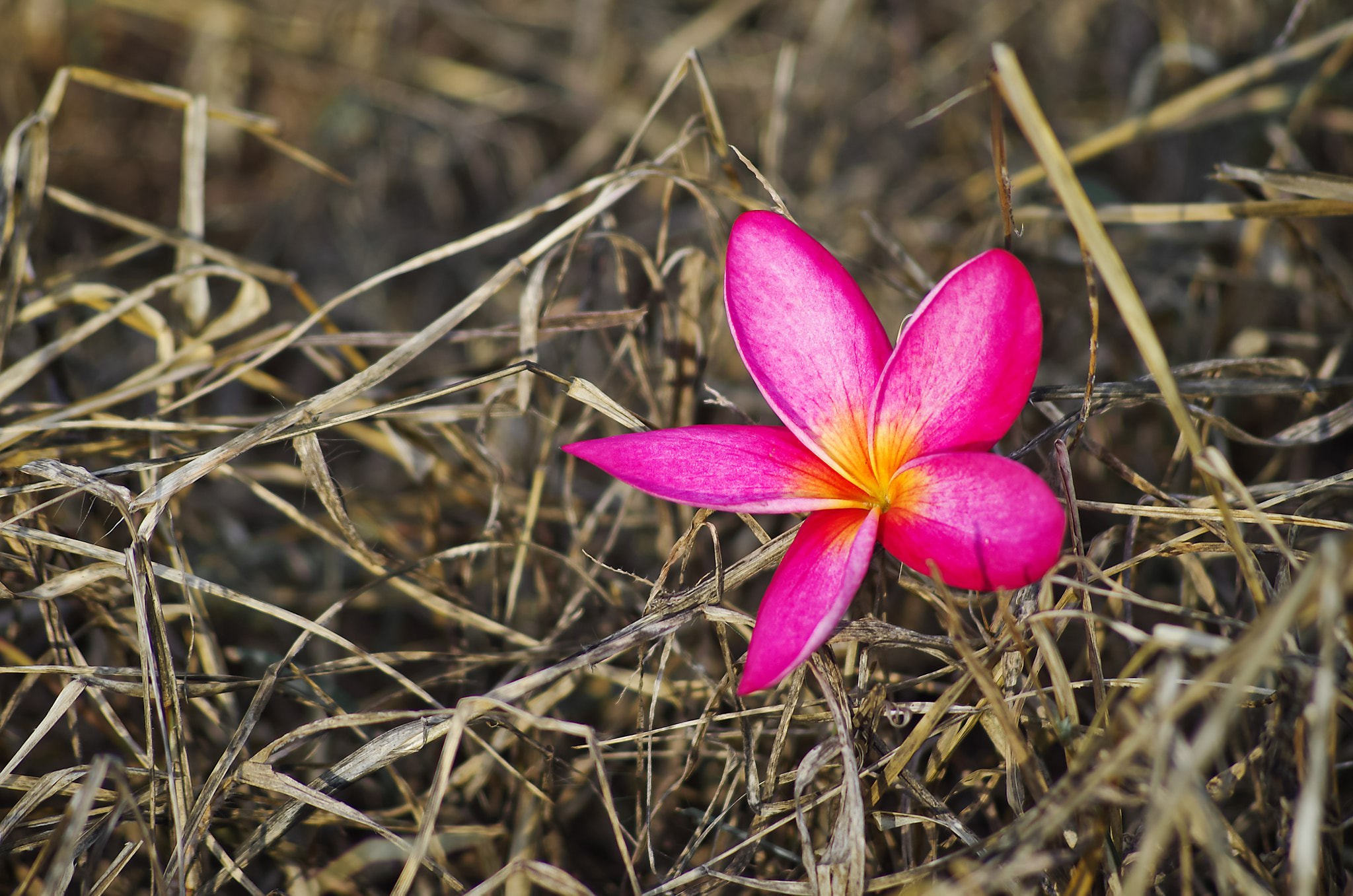 PENTAX-F 70-200mm F4-5.6 sample photo. Distinct photography