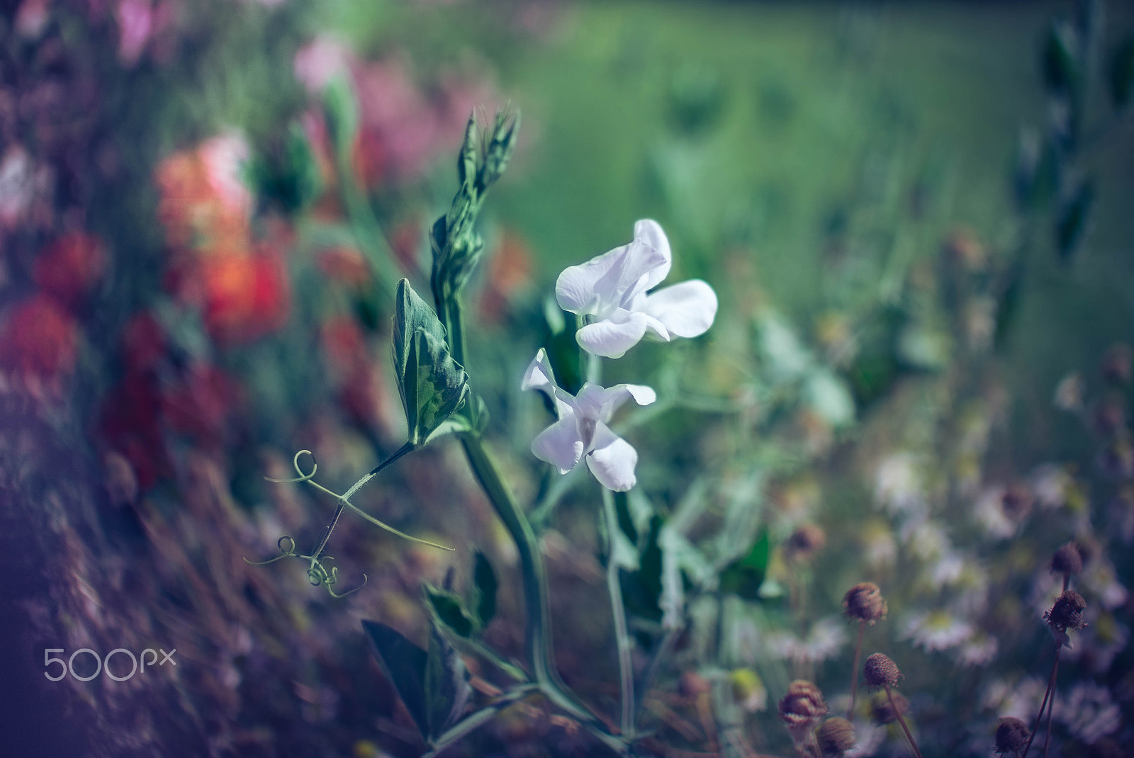 Nikon D610 + Sigma 50mm F1.4 EX DG HSM sample photo. In my garden photography