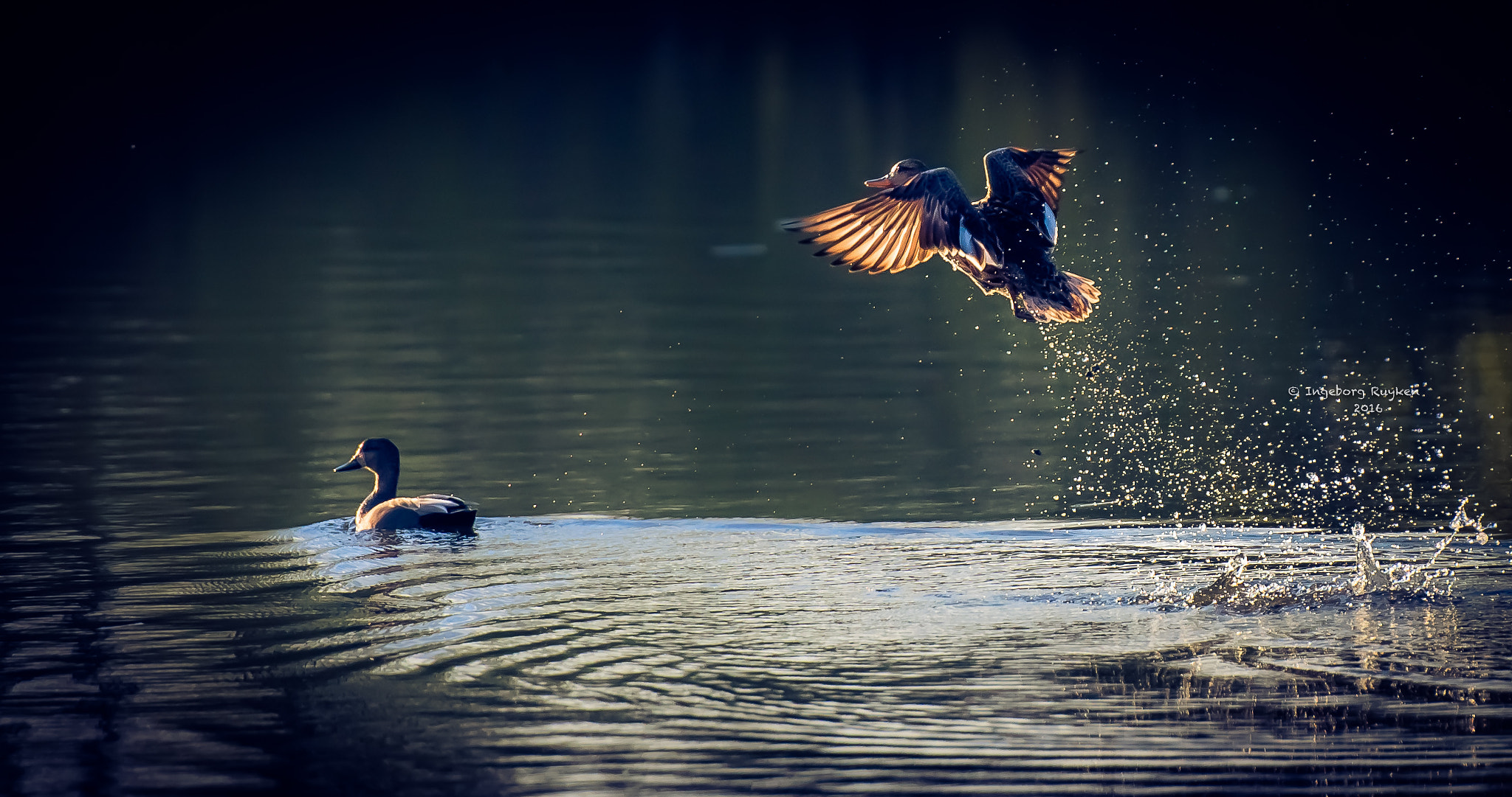 Nikon AF-S Nikkor 70-200mm F2.8G ED VR II sample photo. Golden takeoff photography