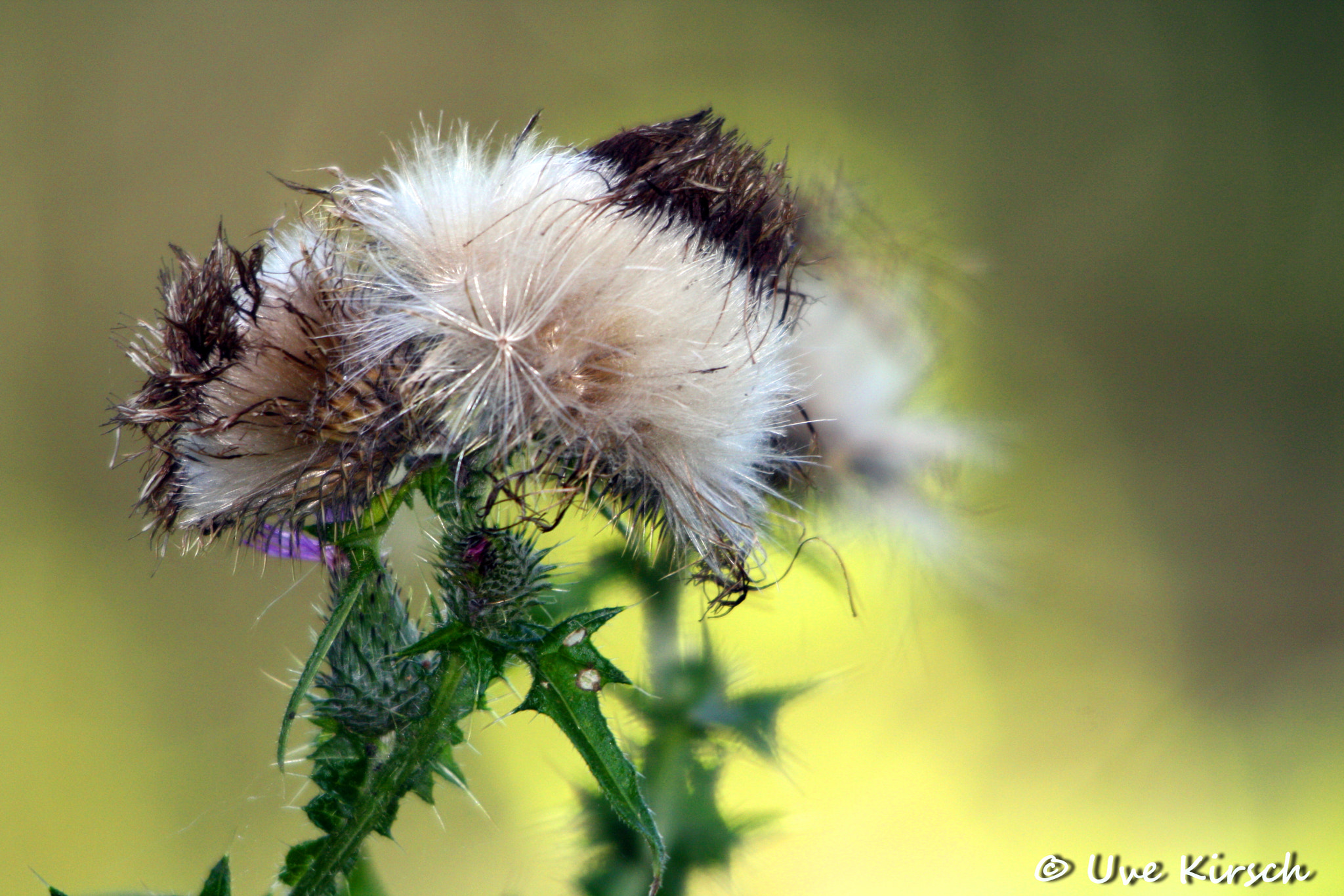 Sigma 150-500mm F5-6.3 DG OS HSM sample photo. Thistle photography