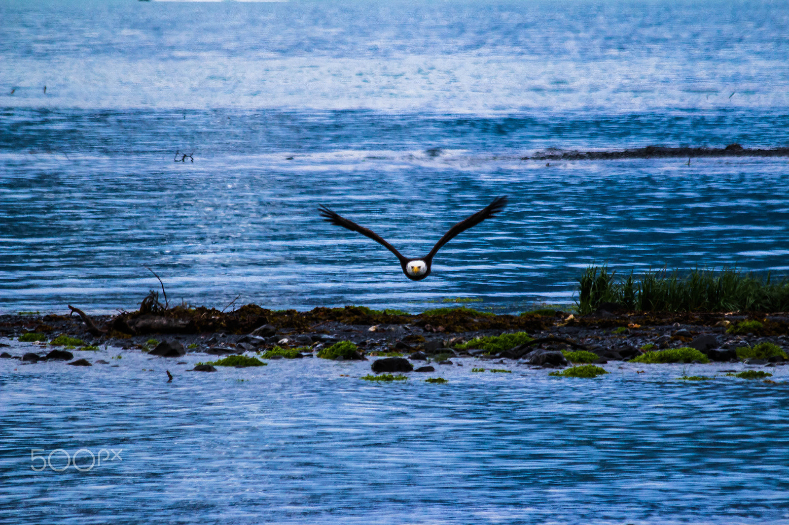 Canon EOS 100D (EOS Rebel SL1 / EOS Kiss X7) sample photo. Soaring eagle photography