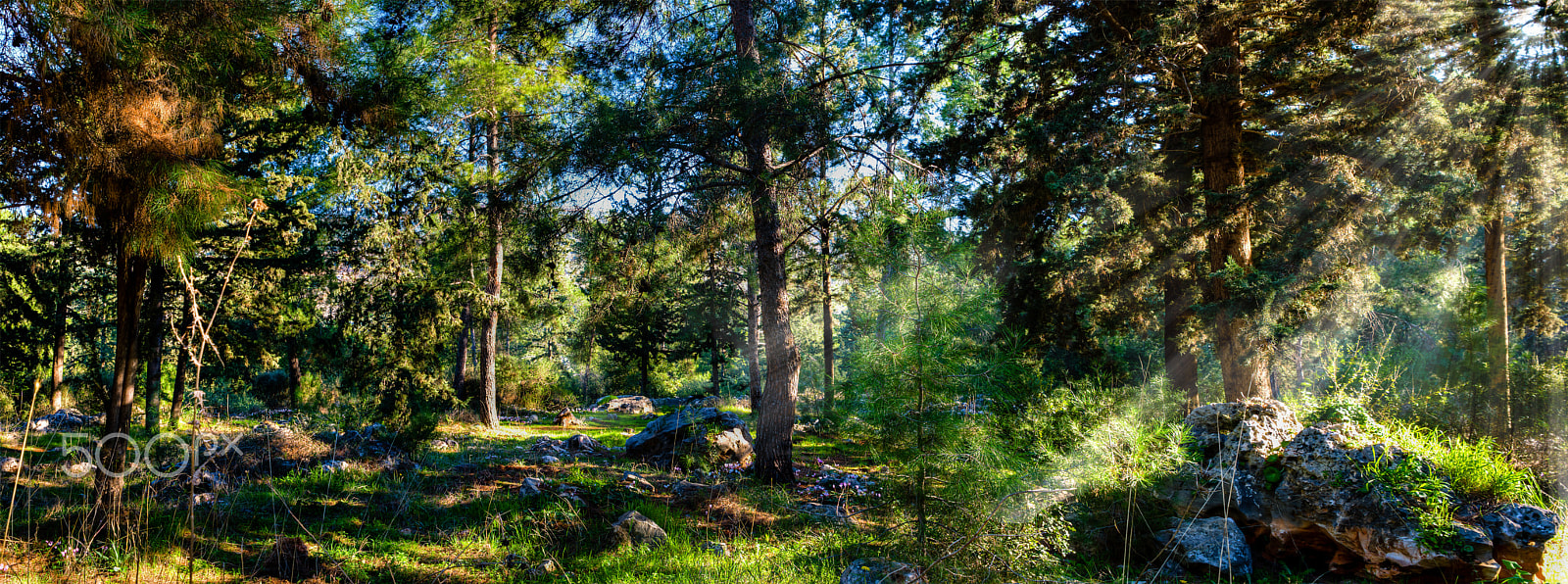 Sigma 24-70mm F2.8 EX DG HSM sample photo. The sun's rays in the pines forest photography