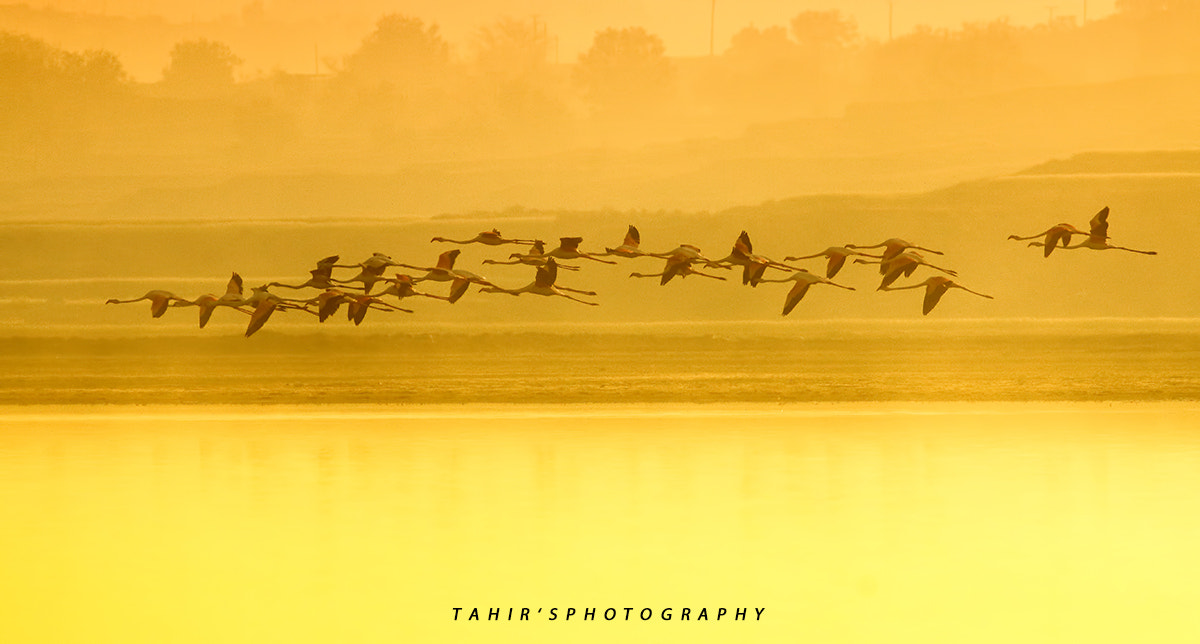 Canon EOS 70D sample photo. Greater flamingoes photography