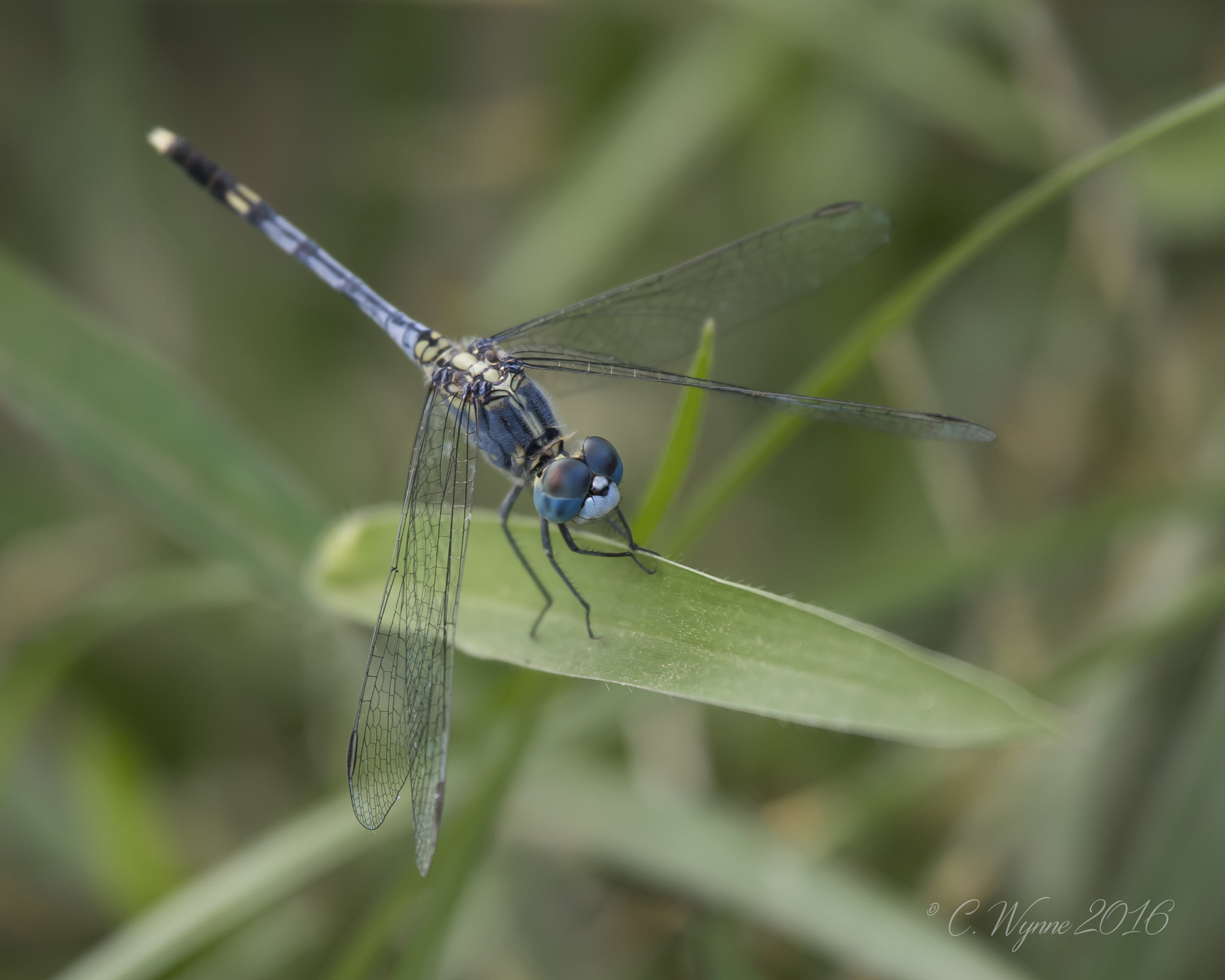 Nikon Nikkor AF-S 300mm F4E PF ED VR sample photo. Dragonfly photography