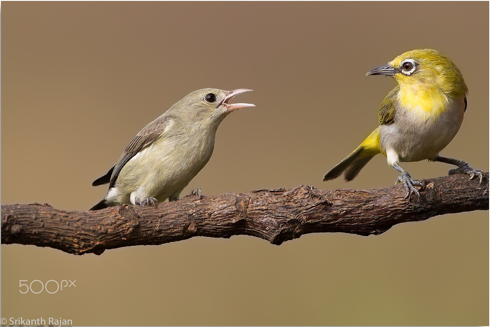 Canon EF 500mm F4L IS USM sample photo. Hey there, will you be my friend... photography