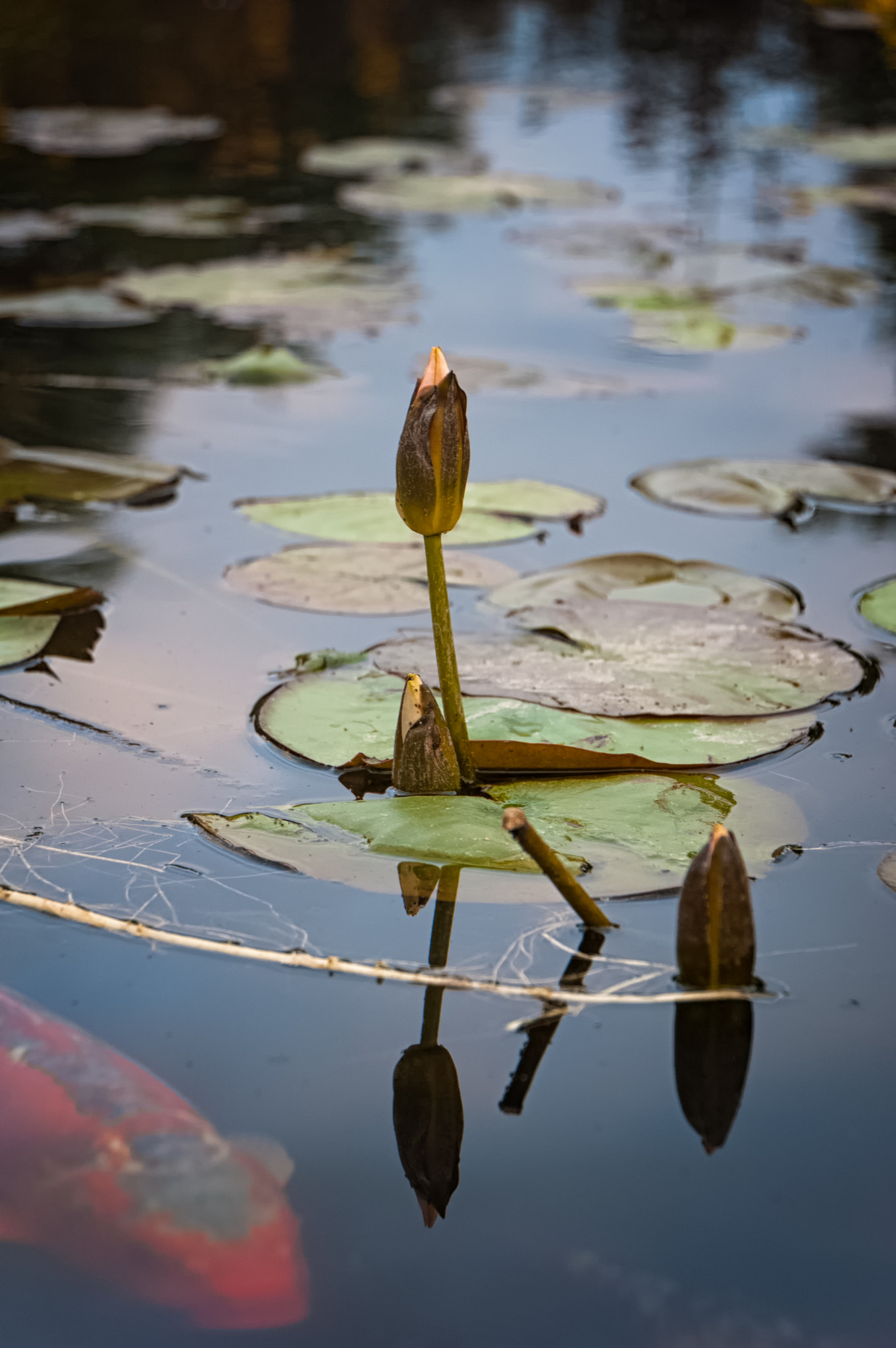 Nikon D50 sample photo. Tranquil reflections photography