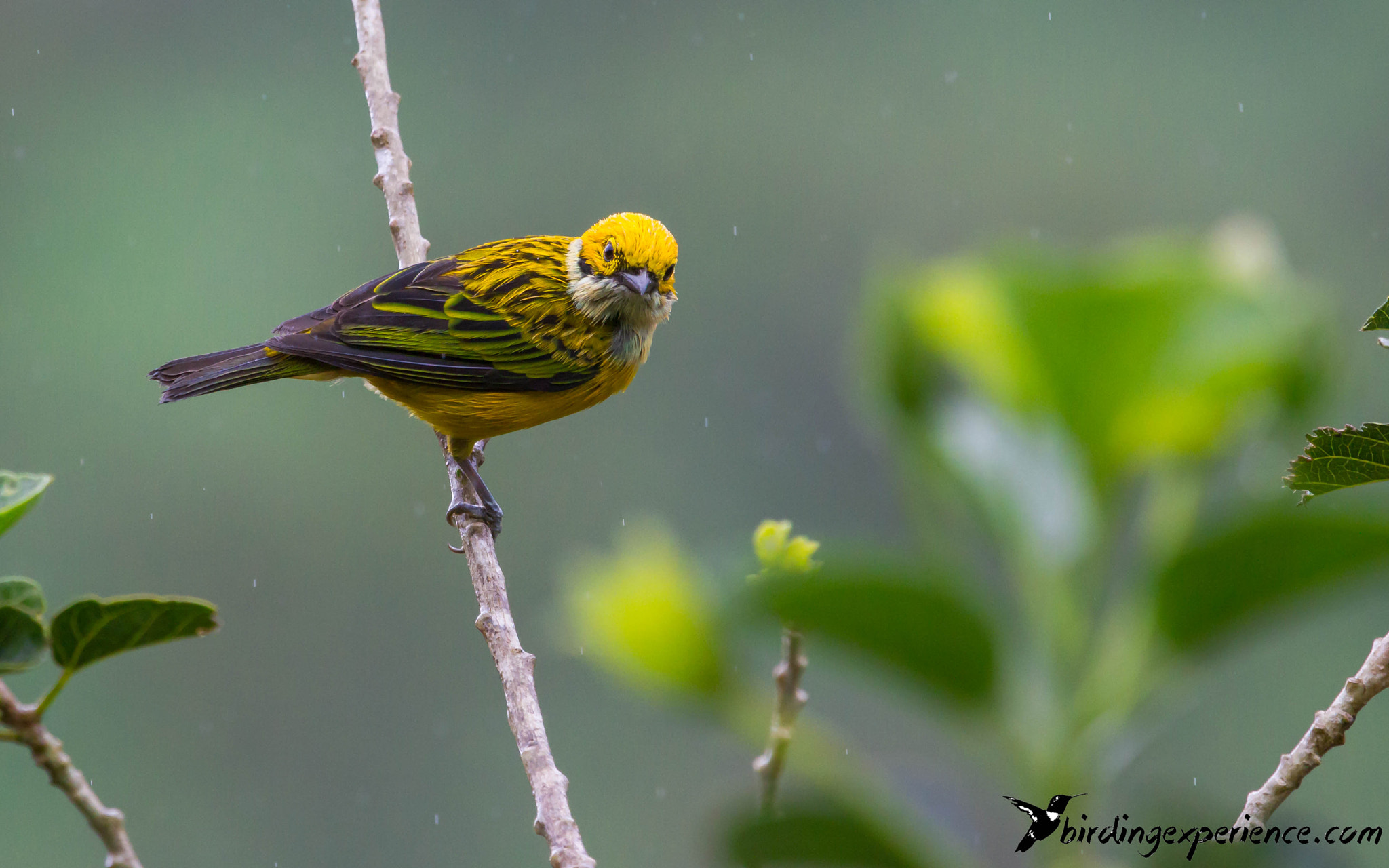 Canon EF 100-400mm F4.5-5.6L IS USM sample photo. Silver-throated tanager (tangara icterocephala) photography