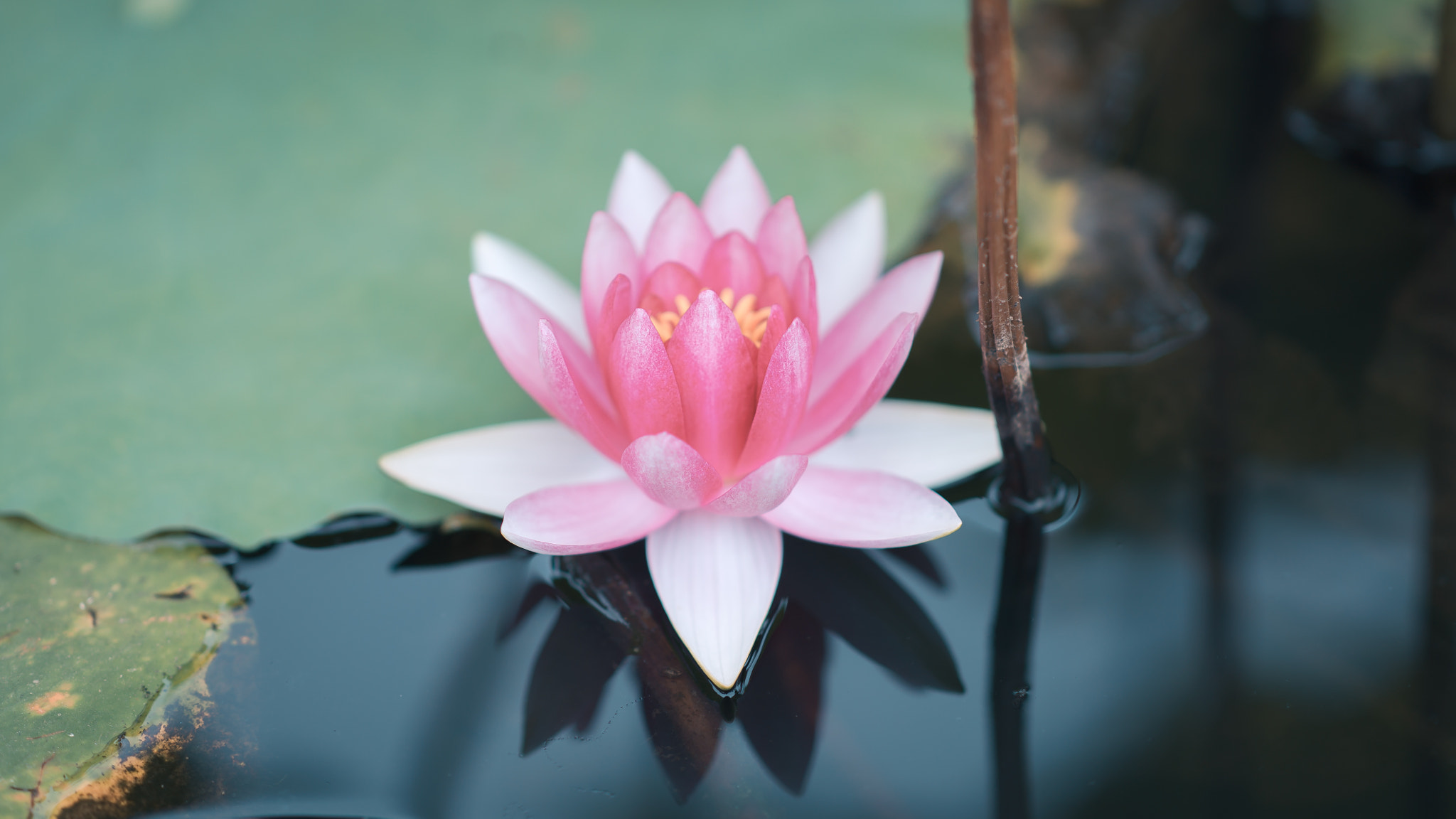 Sony Sonnar T* 135mm F1.8 ZA sample photo. ハスの花 photography