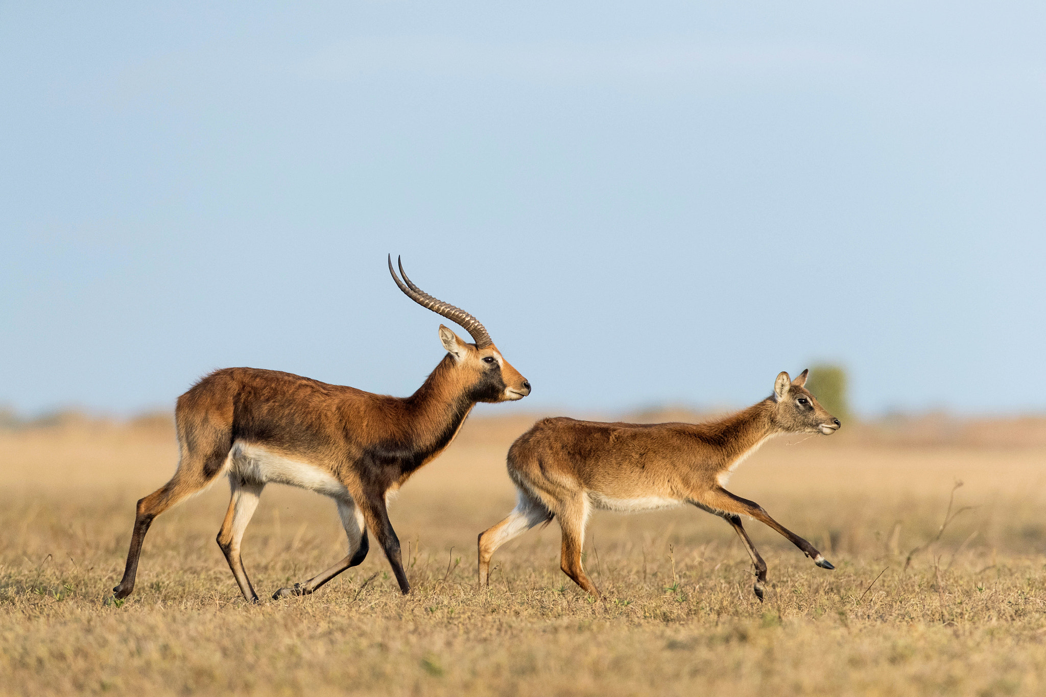 Canon EF 600mm f/4L IS sample photo. Black lechwe ii photography
