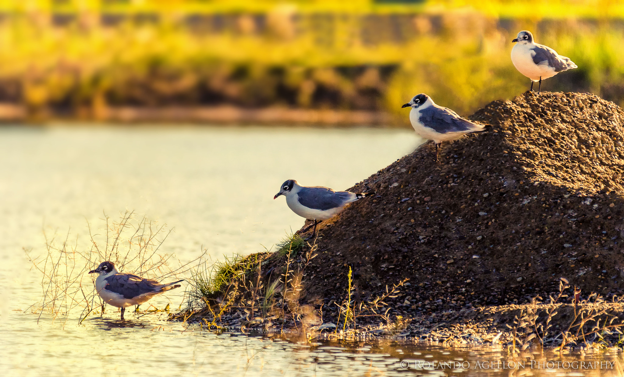 Sigma 120-400mm F4.5-5.6 DG OS HSM sample photo. Franklin's gull photography