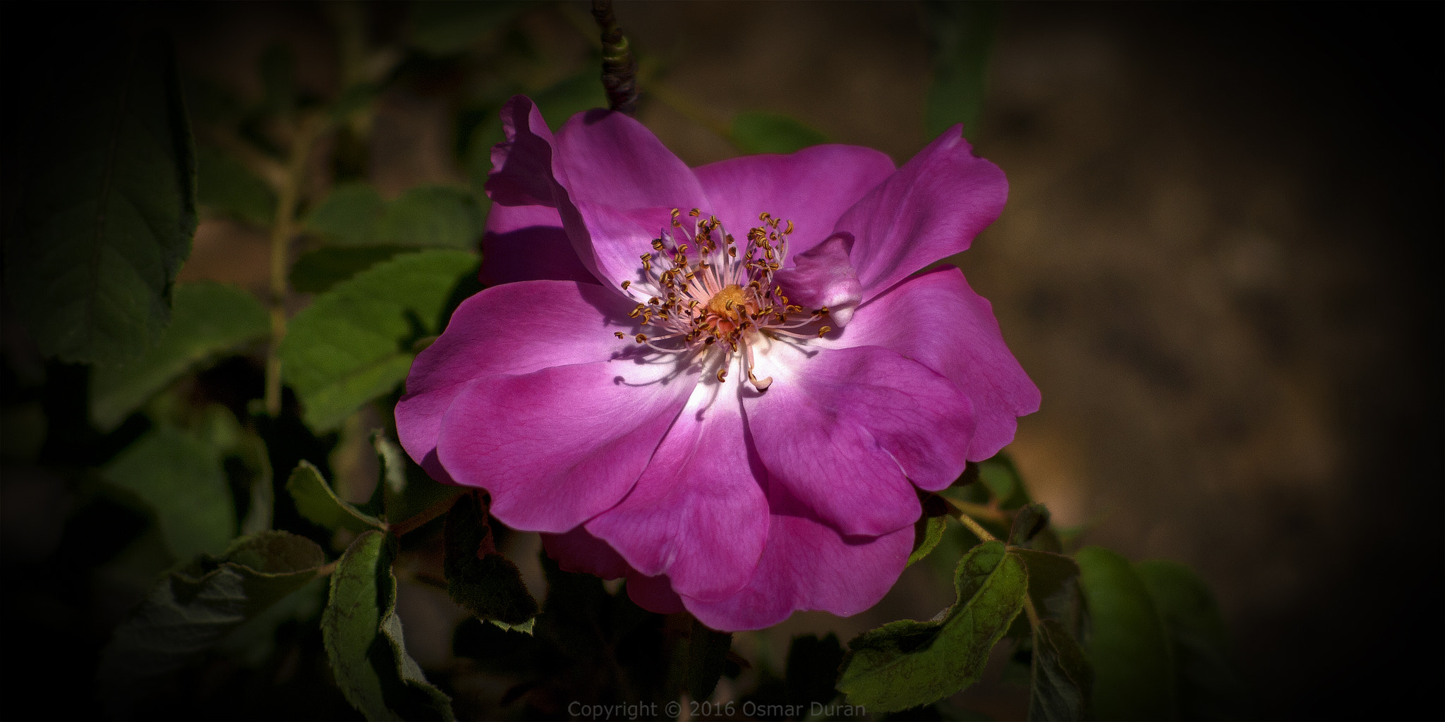 AF Nikkor 70-210mm f/4-5.6 sample photo. Pink photography