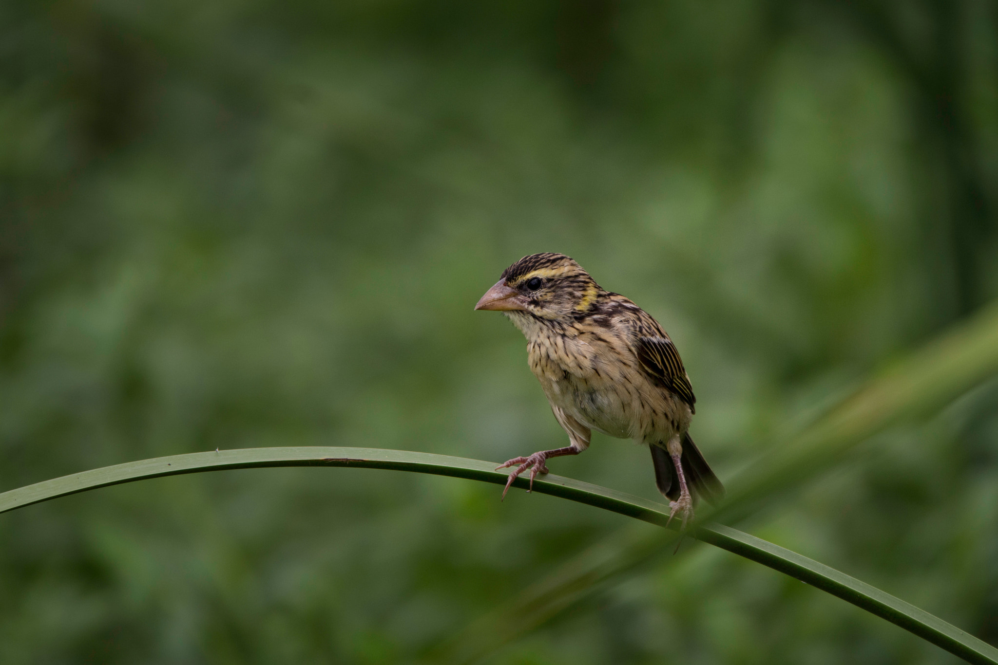 Tamron SP 150-600mm F5-6.3 Di VC USD sample photo. Lark photography