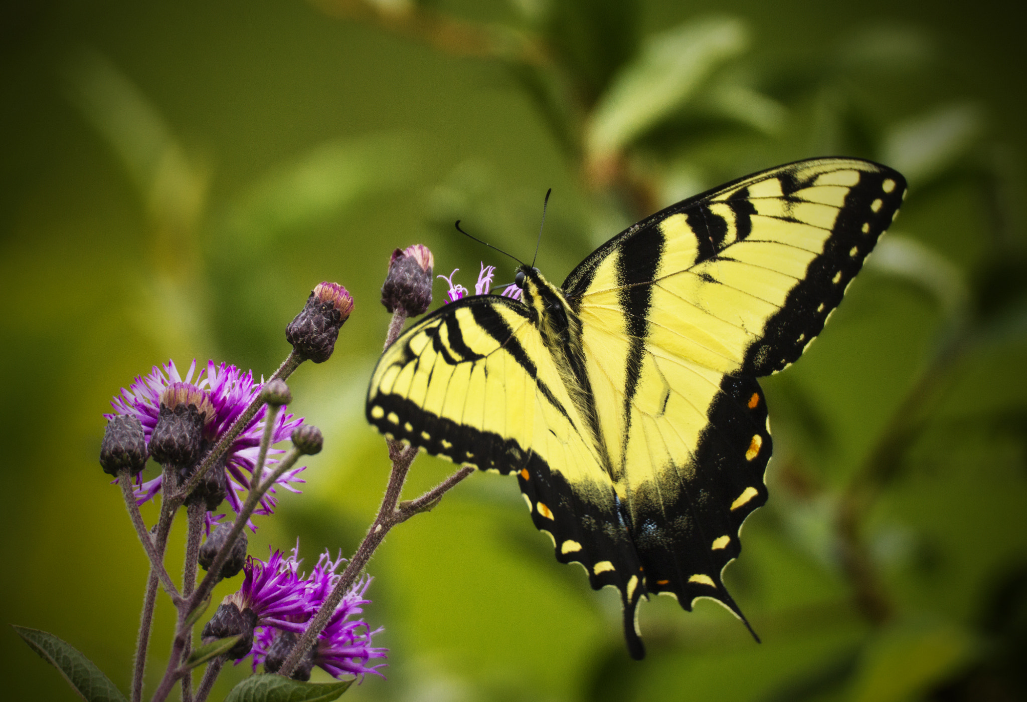 Tamron SP 150-600mm F5-6.3 Di VC USD sample photo. Ironweed butterfly photography
