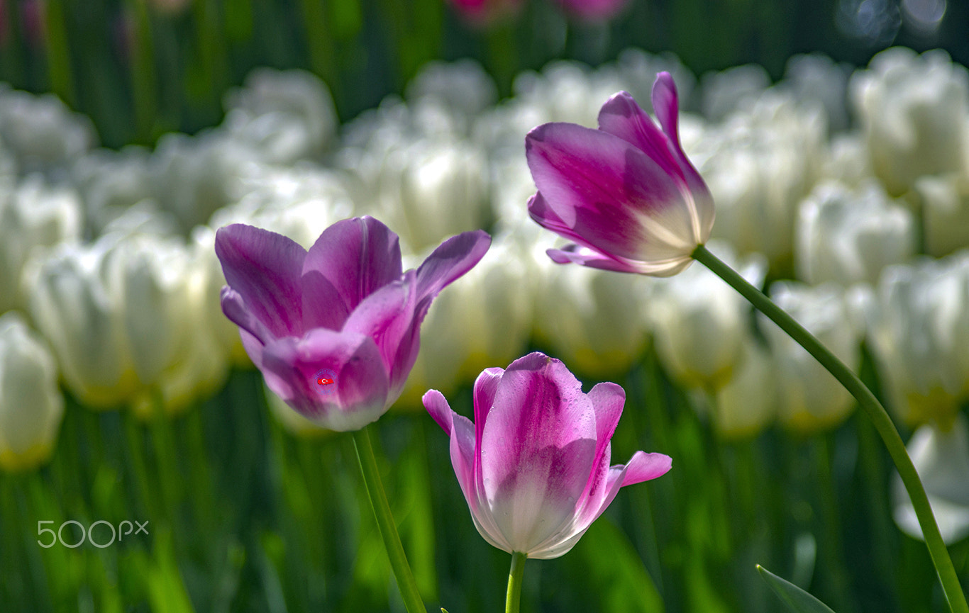 smc PENTAX-FA 100-300mm F4.7-5.8 sample photo. Triple pinks photography