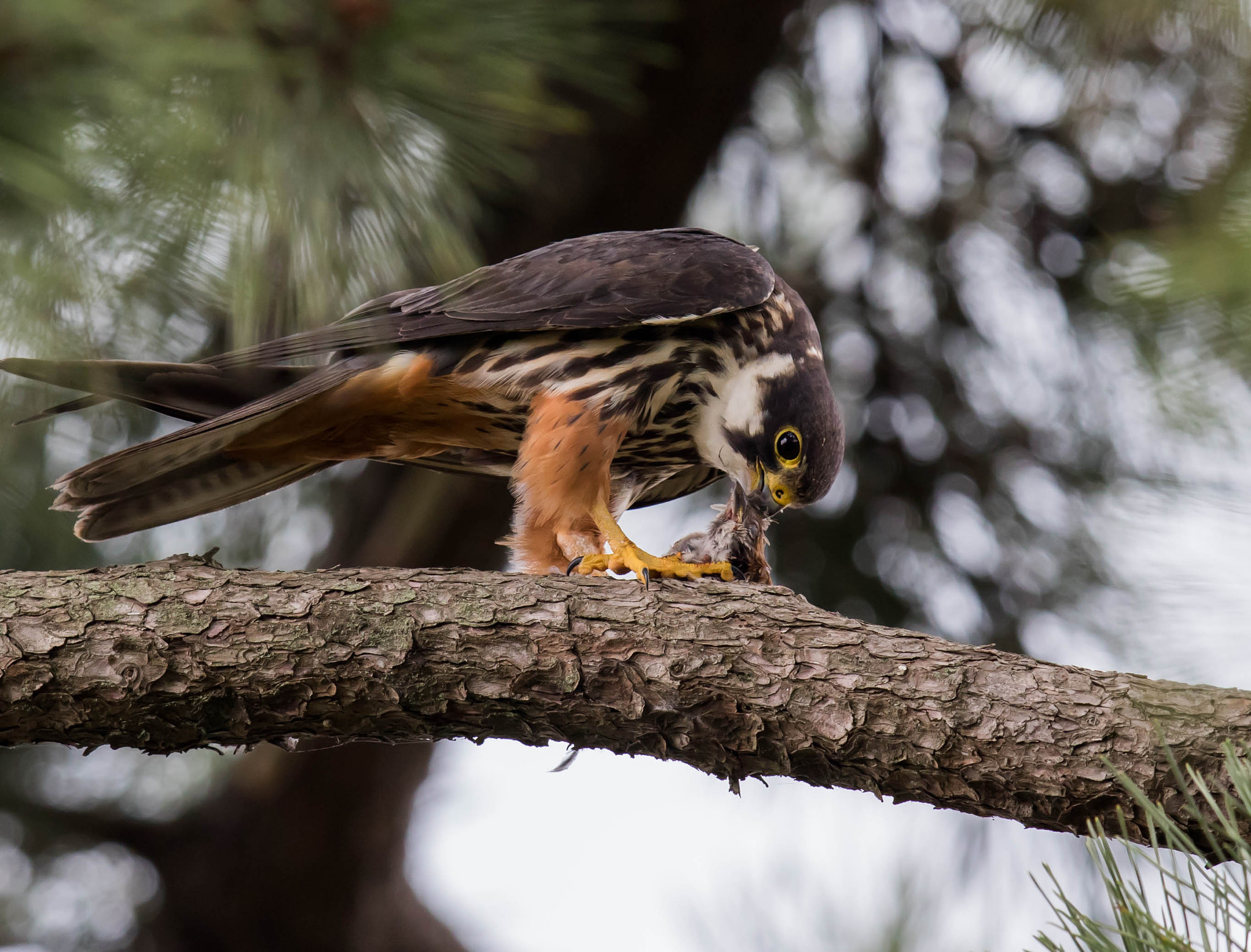 Canon EF 600mm F4L IS II USM sample photo. Meal photography