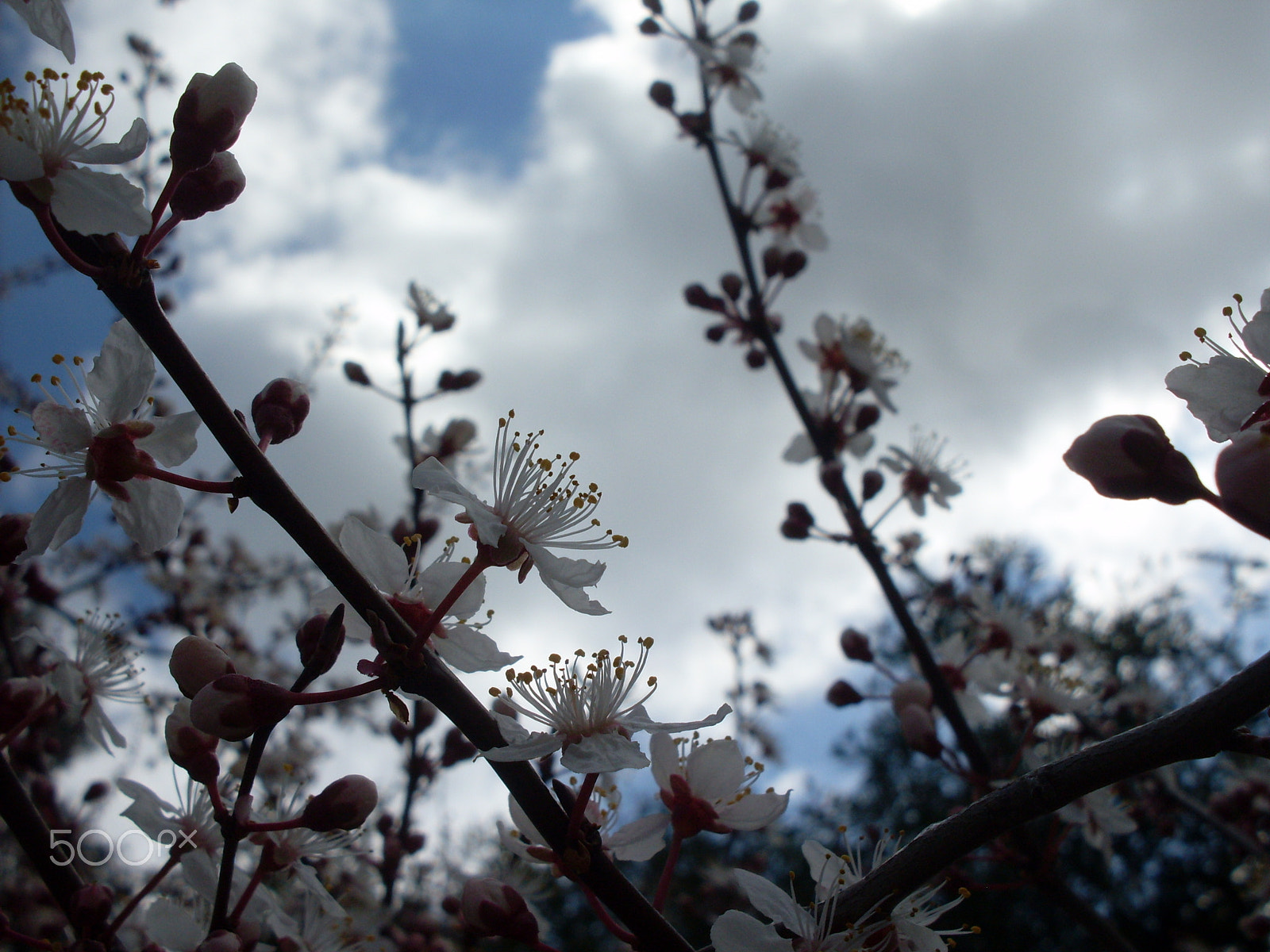 Samsung KENOX S860  / Samsung S860 sample photo. Spring blossoms photography