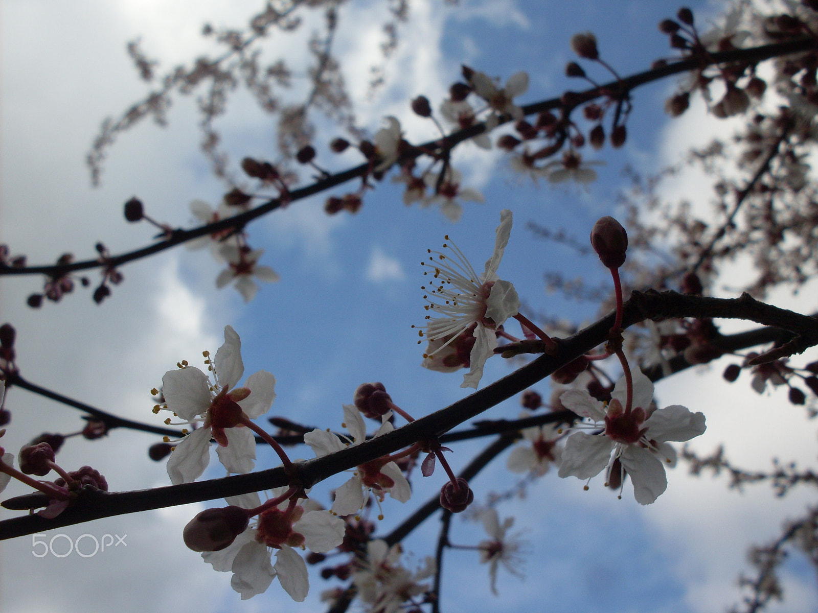Samsung KENOX S860  / Samsung S860 sample photo. Spring blossoms photography