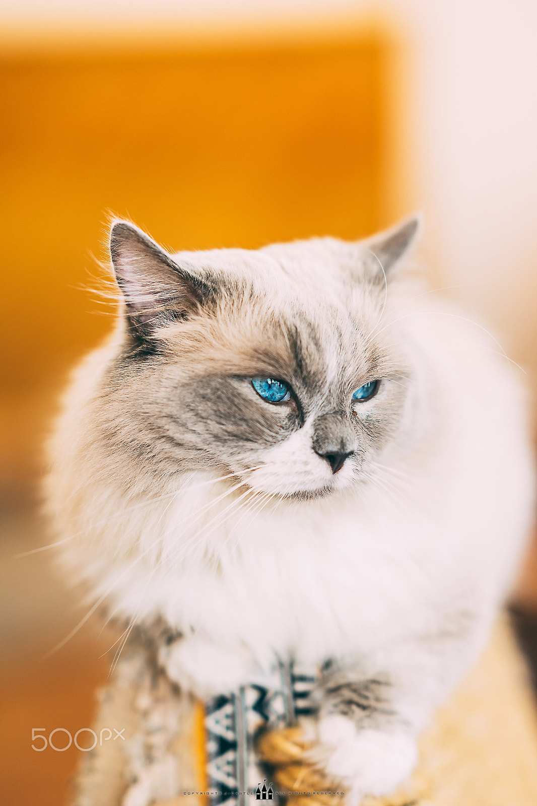 Sony a7 + Sony FE 85mm F1.4 GM sample photo. Cat photography