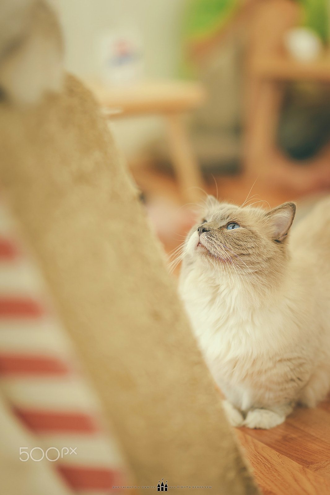 Sony a7 + Sony FE 85mm F1.4 GM sample photo. Cat photography