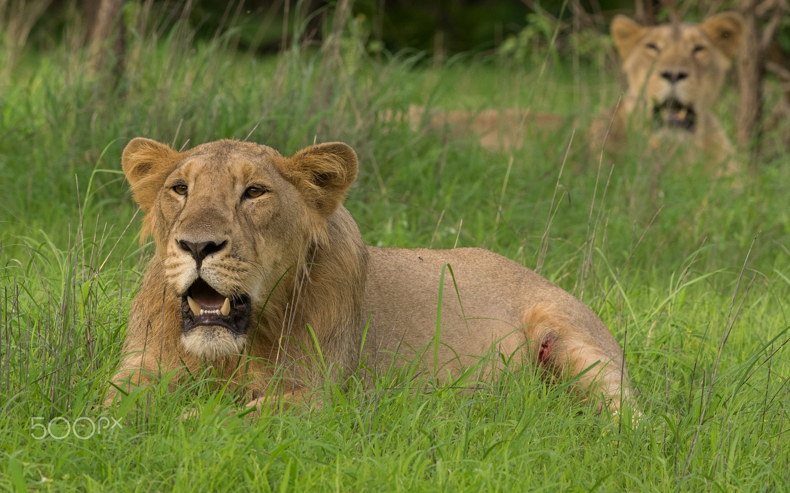 Nikon D5300 + Nikon AF-S Nikkor 300mm F4D ED-IF sample photo. Asiatic lion photography