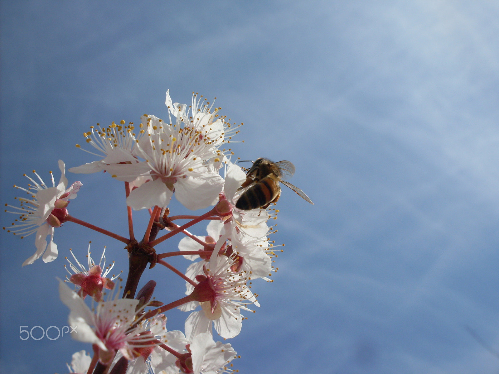 Samsung KENOX S860  / Samsung S860 sample photo. Buzzy bee photography