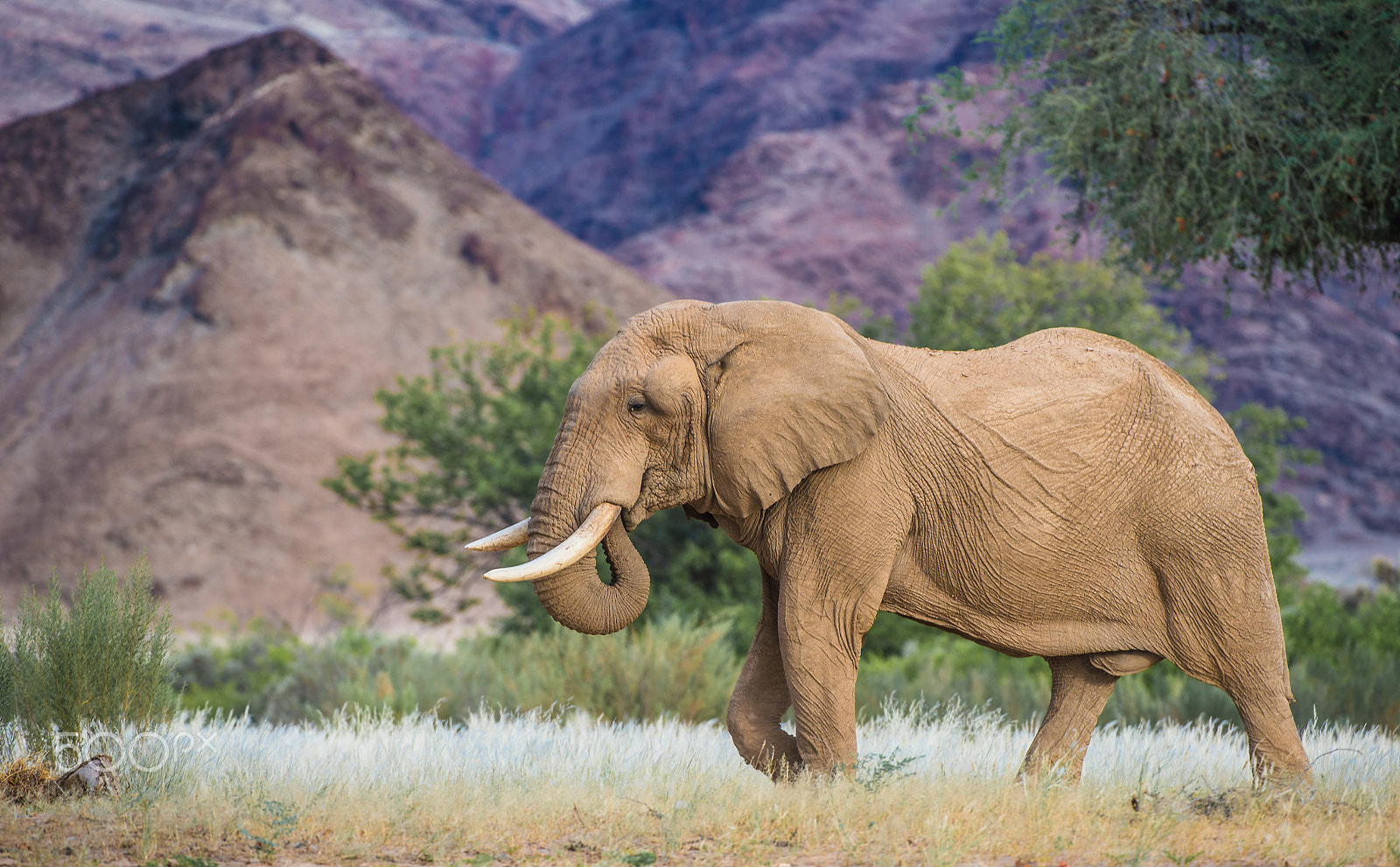 Nikon AF-S Nikkor 200-400mm F4G ED-IF VR sample photo. Roaming the hoanib photography