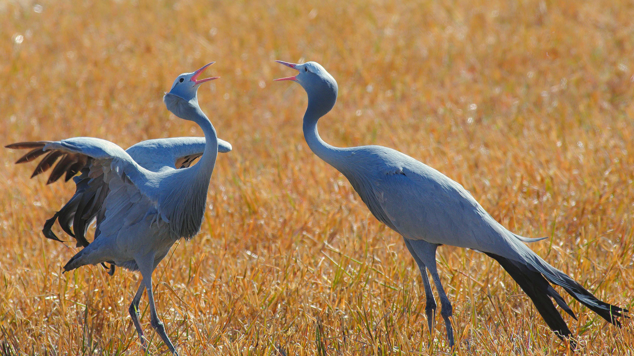 Pentax smc DA* 300mm F4.0 ED (IF) SDM sample photo. Paradise crane photography