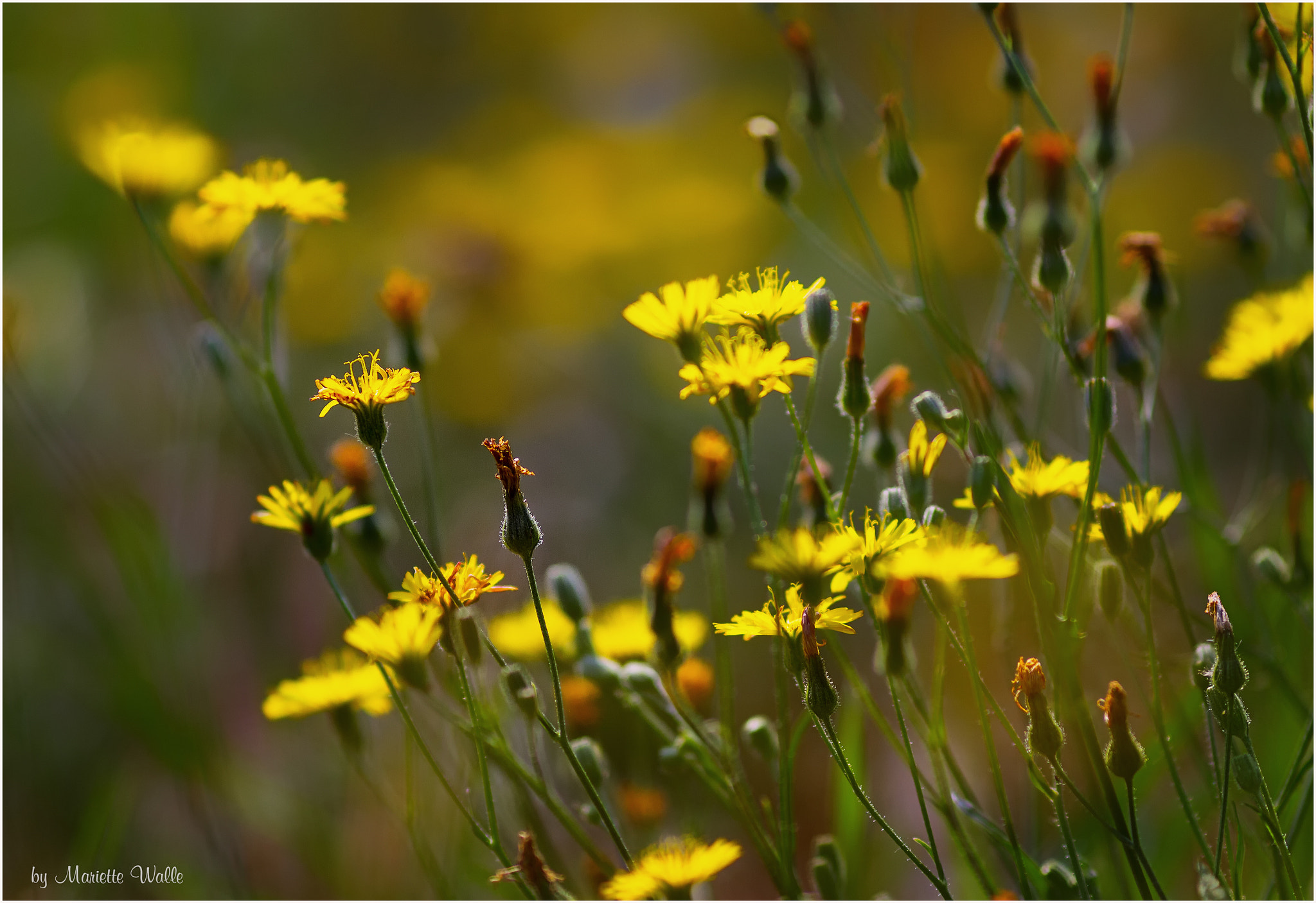 Canon EOS 7D + Canon EF 135mm F2L USM sample photo. Summer meadow photography