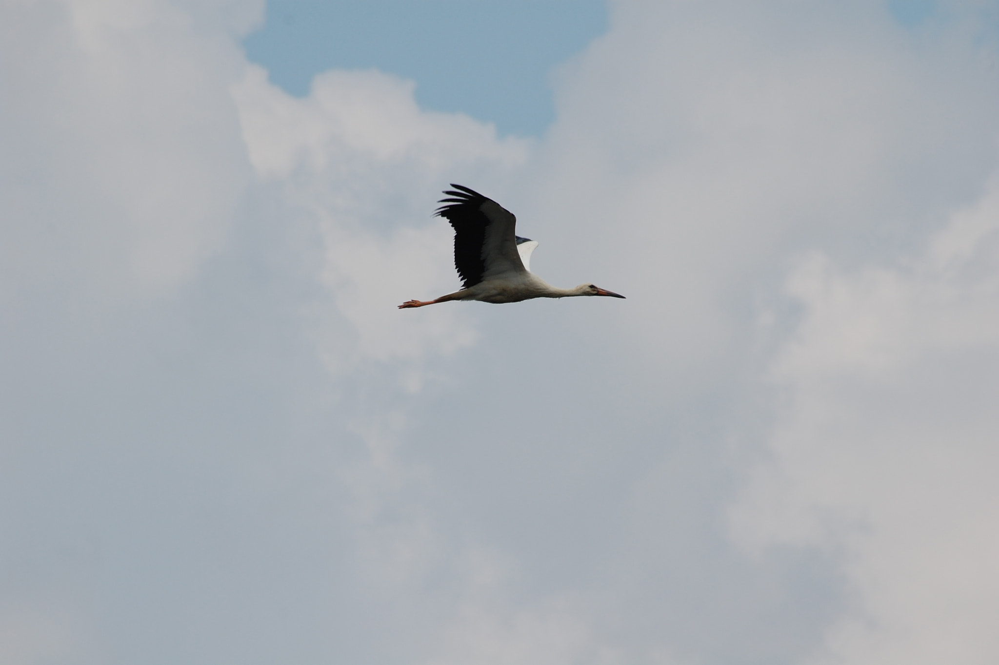 Sigma 70-300mm F4-5.6 APO DG Macro sample photo. Stork photography