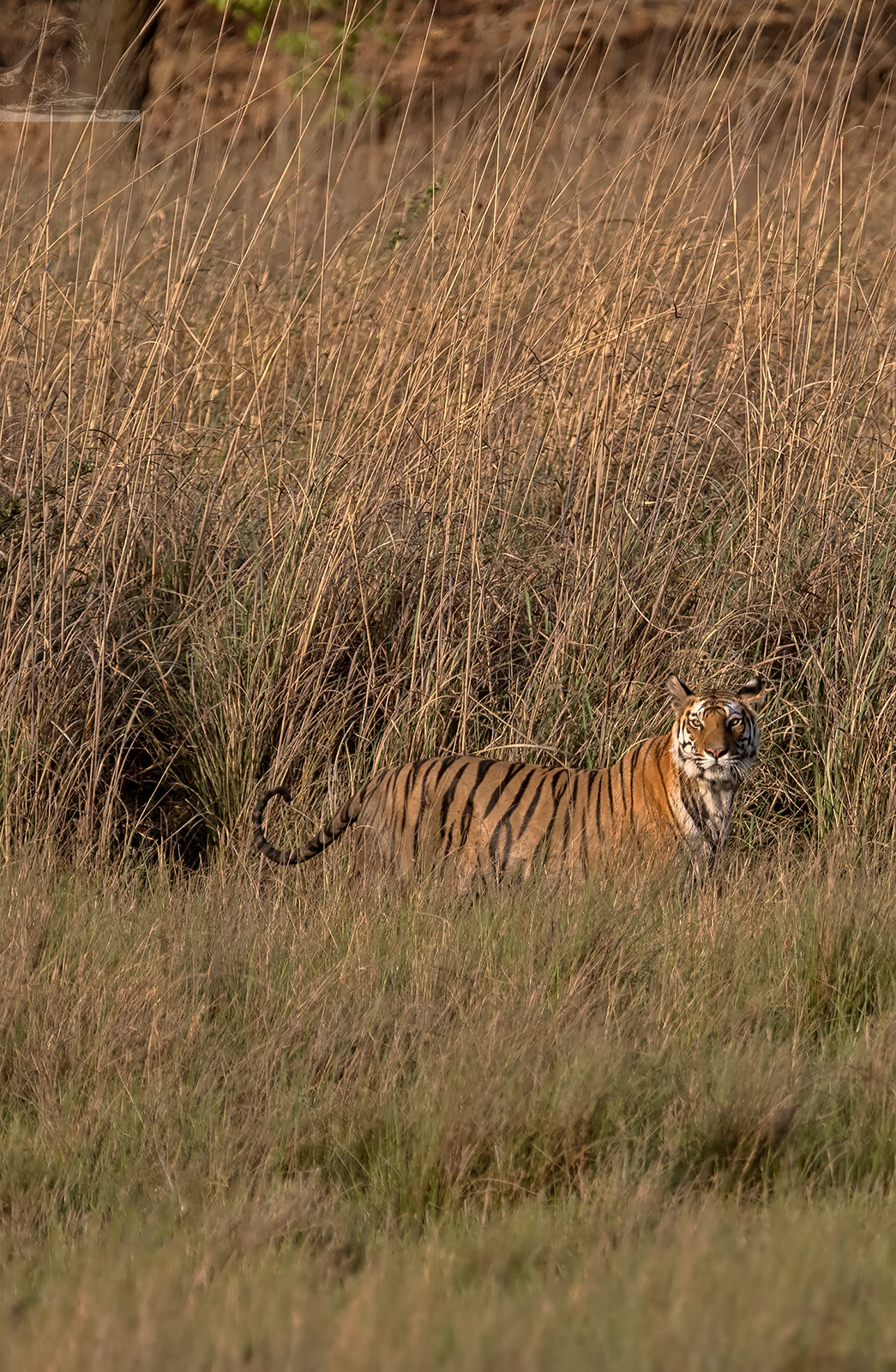 Canon EF 300mm F2.8L IS USM sample photo. Bandhavgarh 035 photography