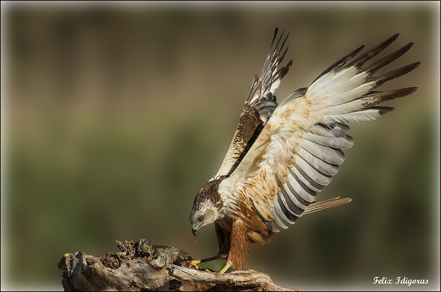 Canon EF 300mm F2.8L IS II USM sample photo. Aguilucho lagunero photography