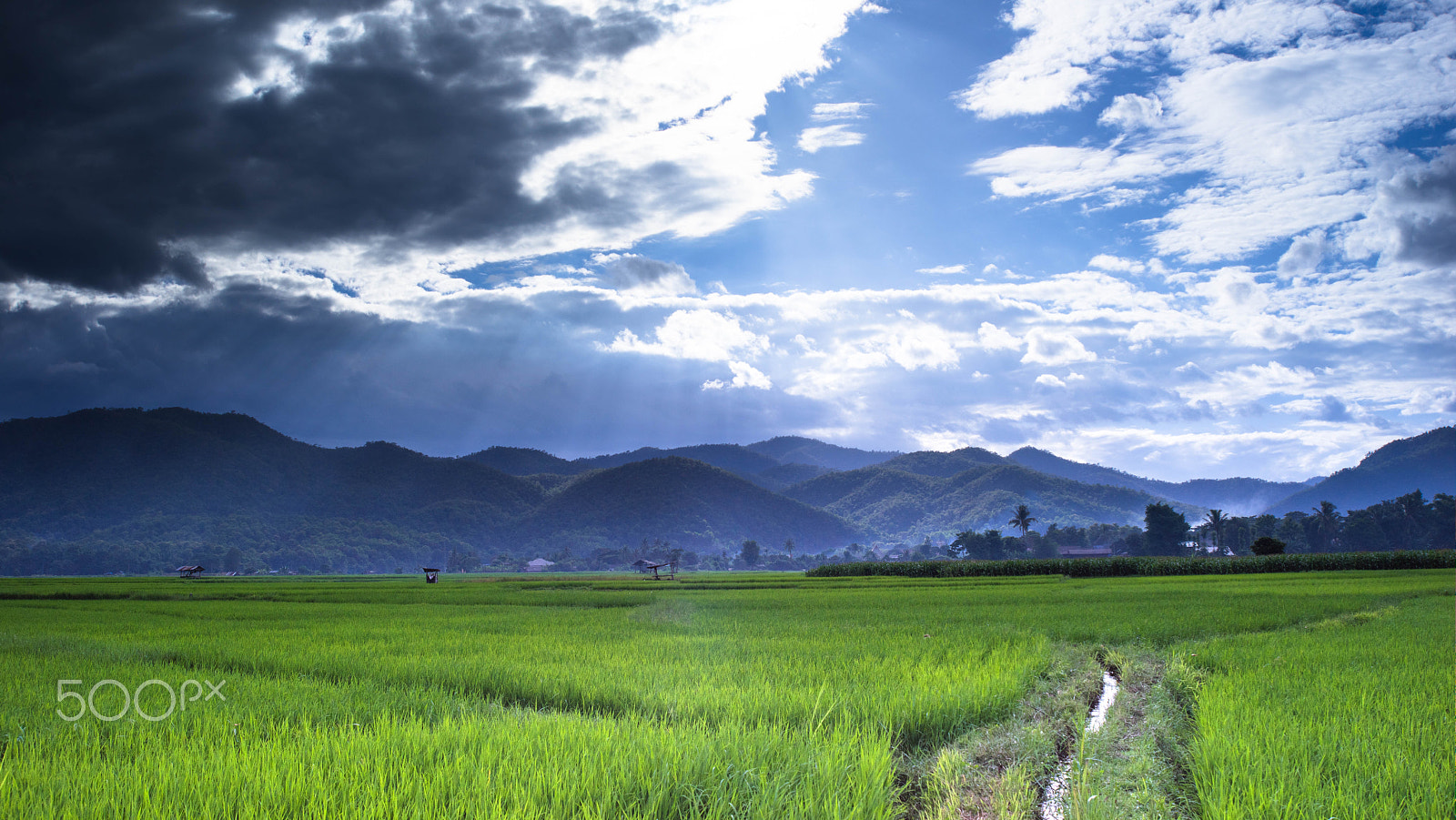 Sony a7R + 35-70mm F4 sample photo. Rice field photography
