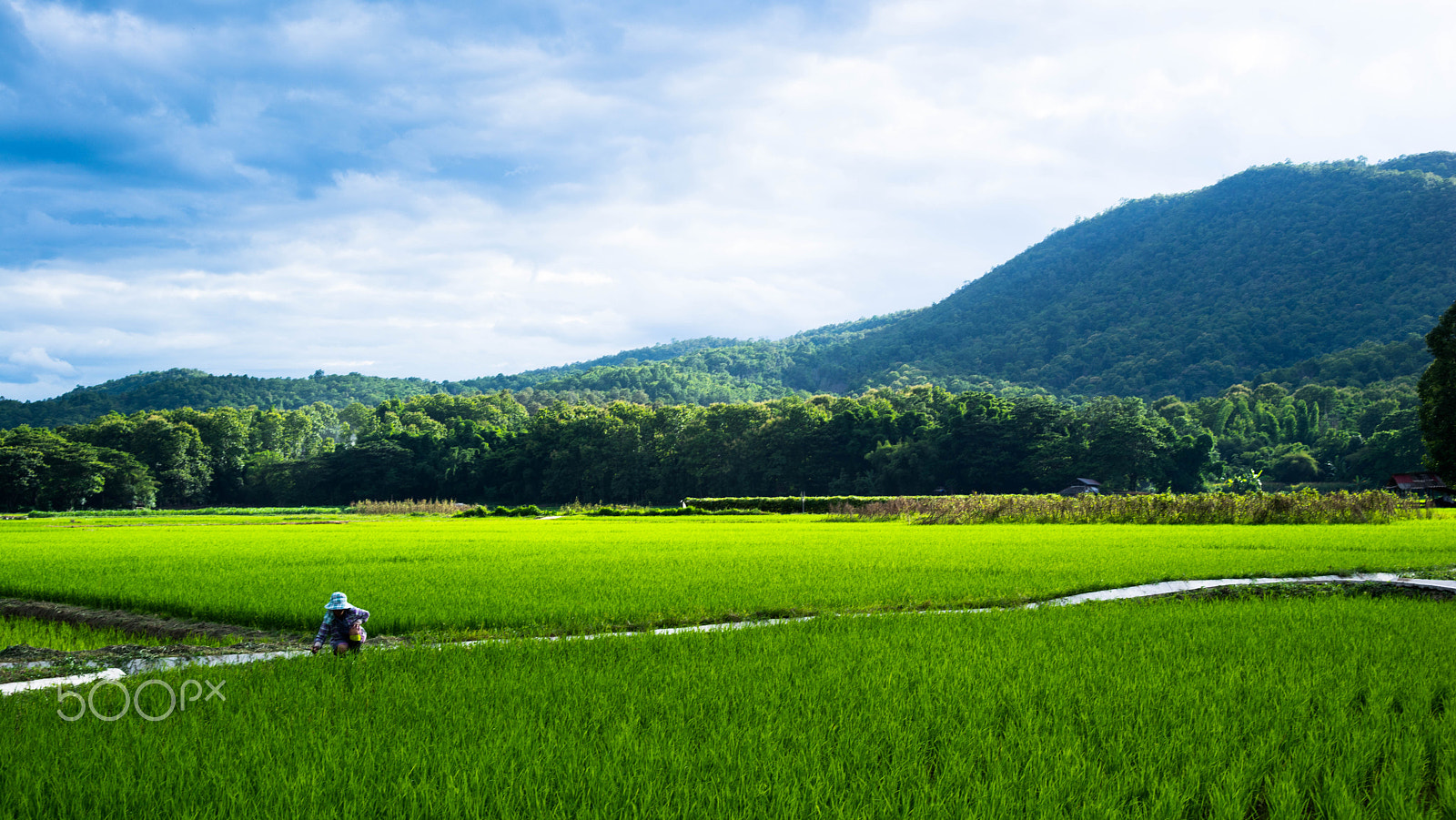 Sony a7R + 35-70mm F4 sample photo. Rice field photography