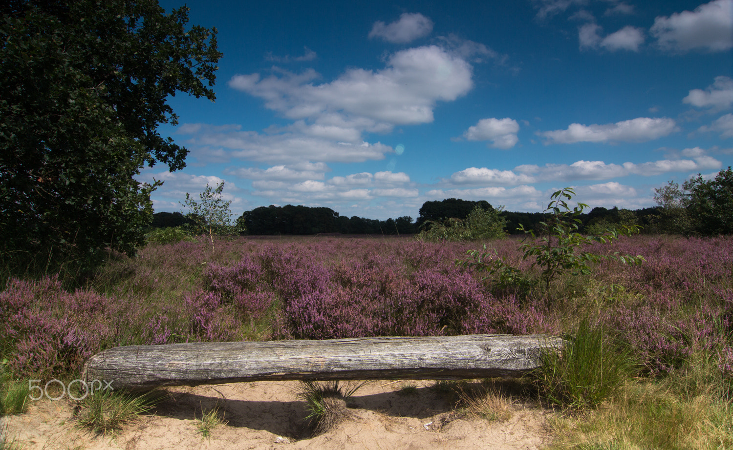 Tokina AT-X Pro 12-24mm F4 (IF) DX sample photo. Buurserzand photography